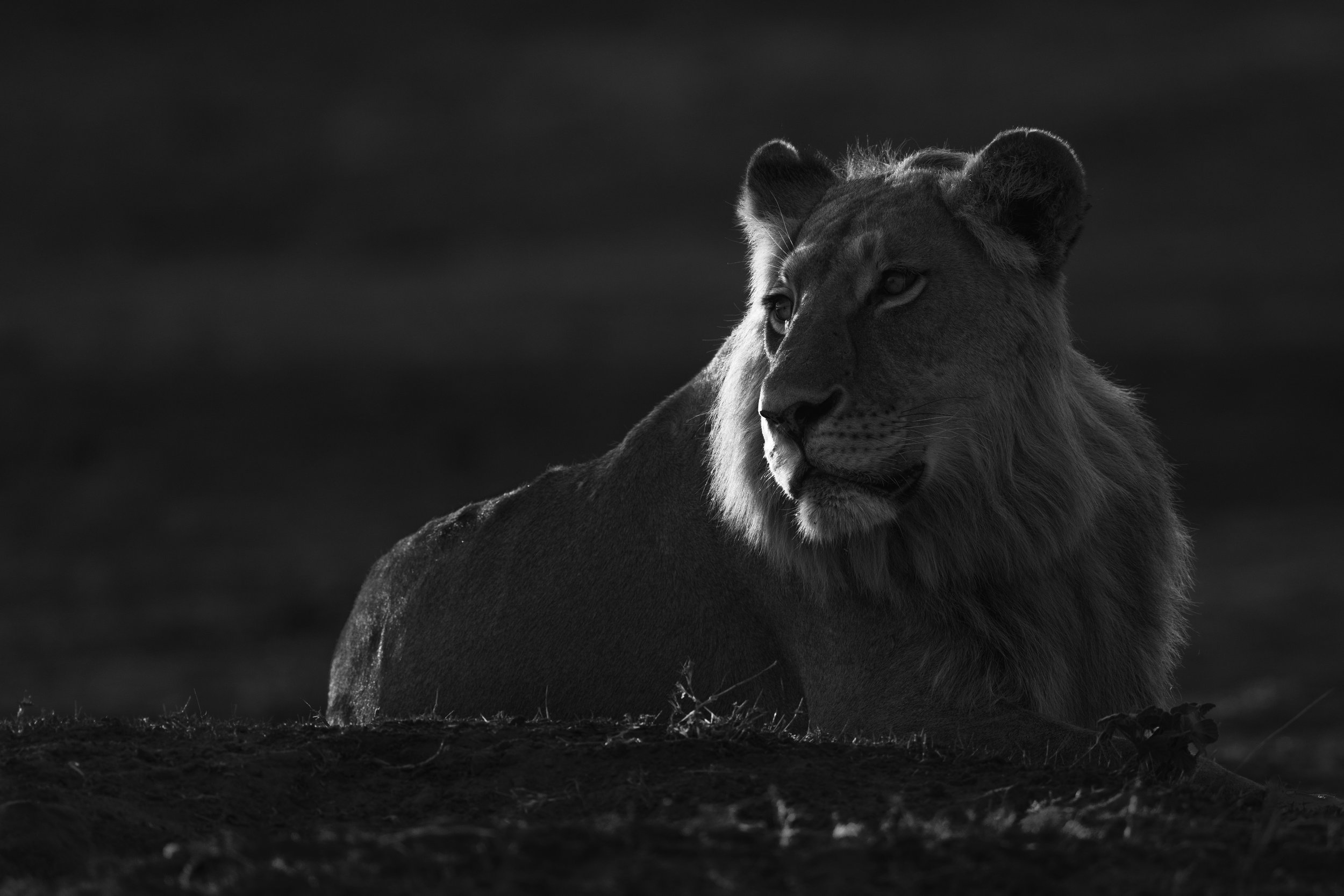 Lion at dawn