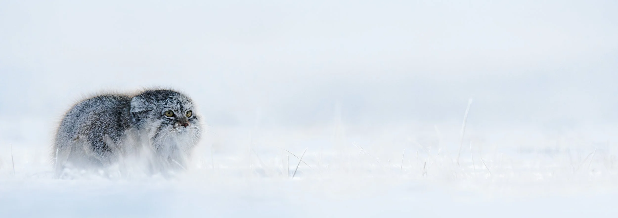 Pallas cat in winter