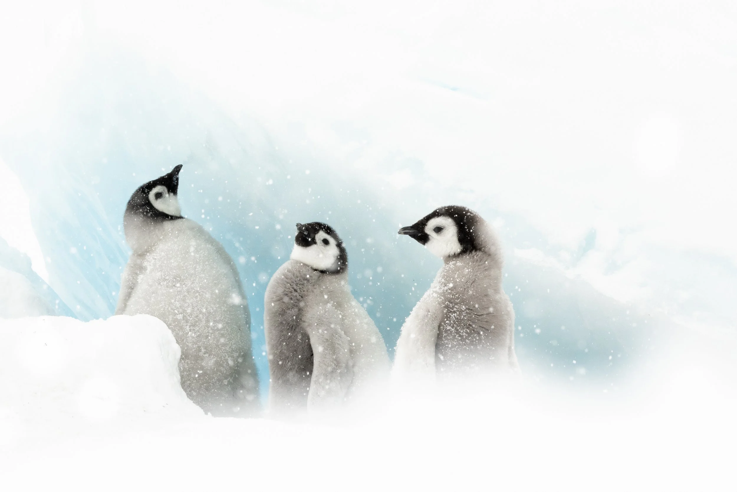 Emperor Penguin chicks in the snow