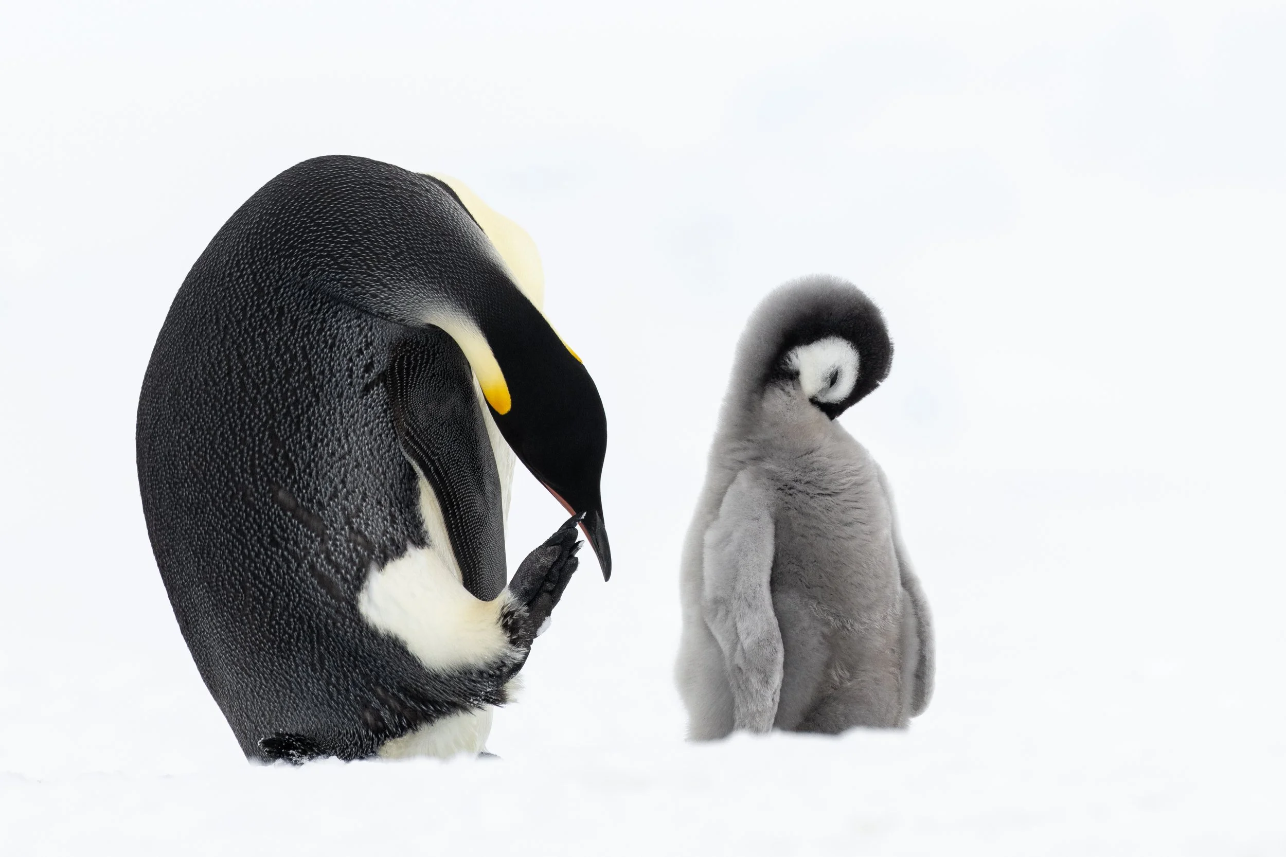 Emperor Penguin cleaning time