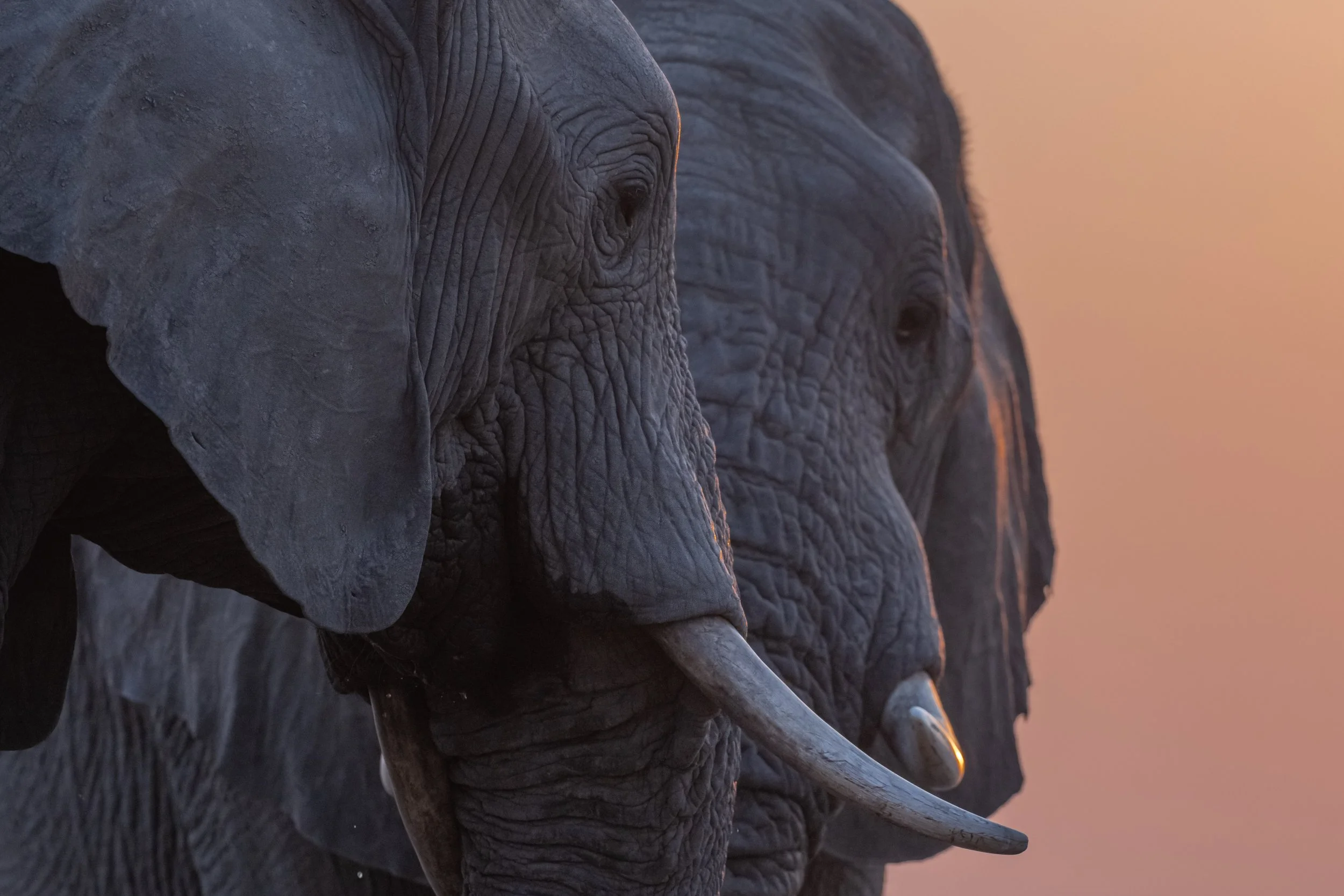 Elephant close up at sunset