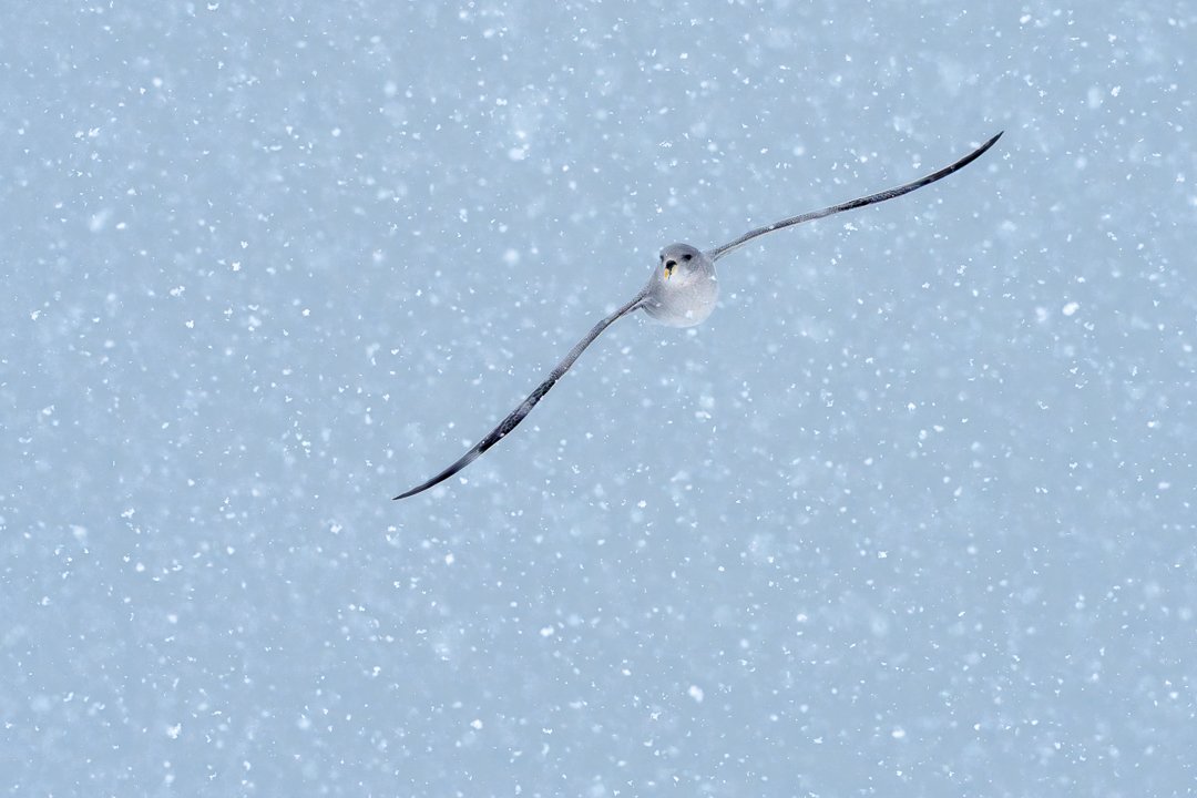Banking Fulmar in the snow