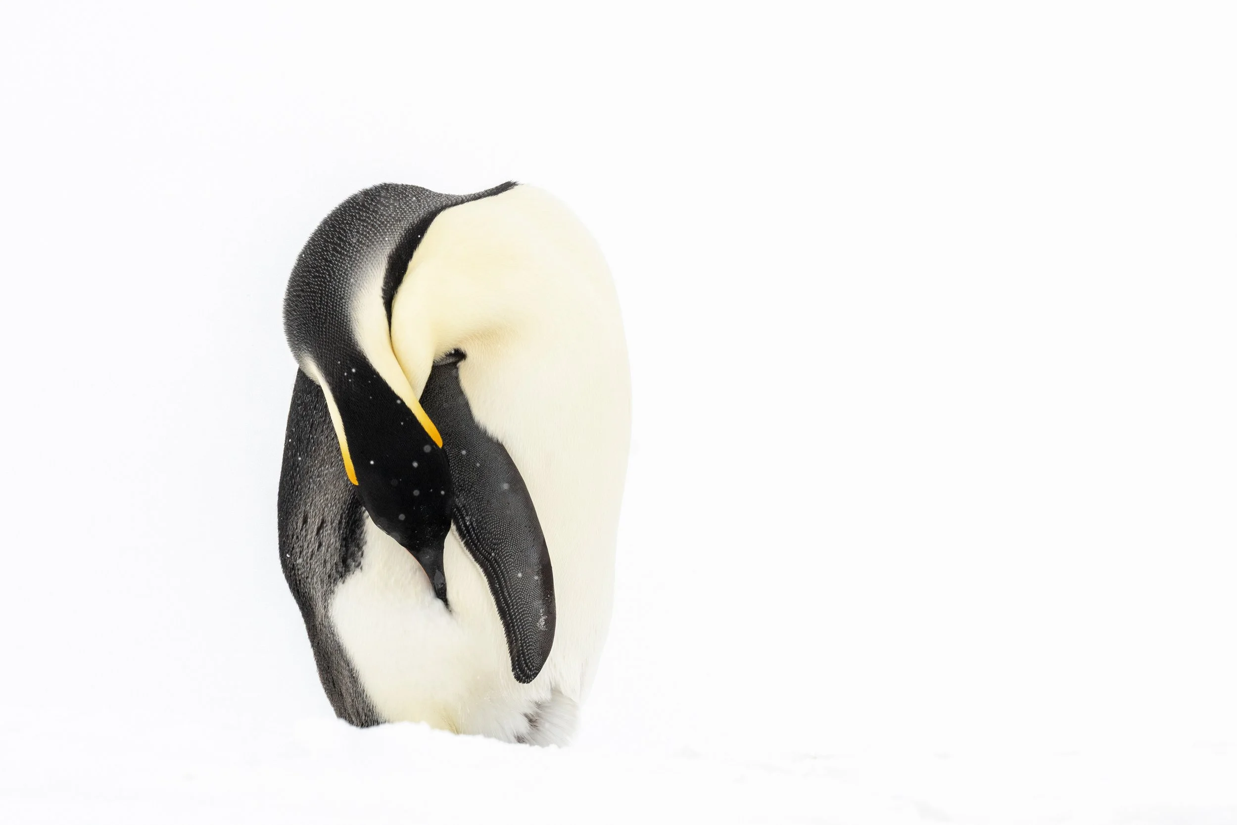 Emperor Penguin cleaning