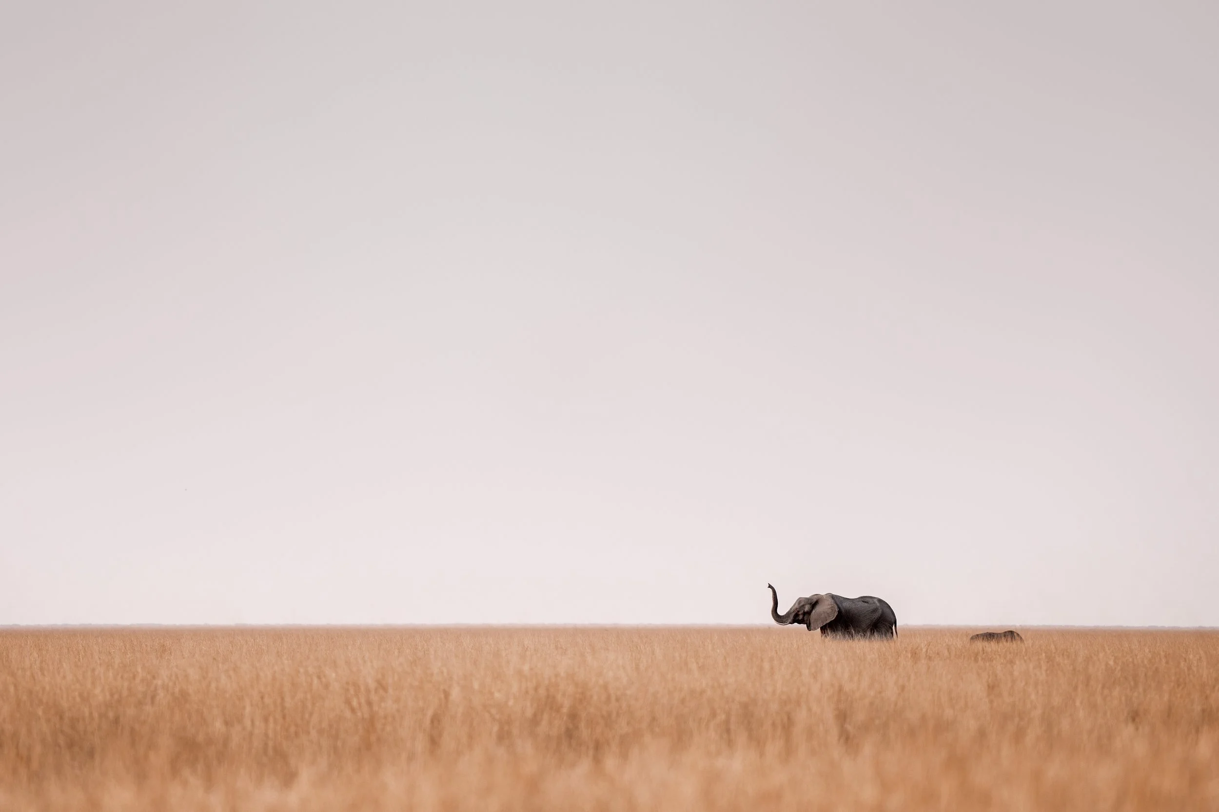 Elephants navigating a field (colour)