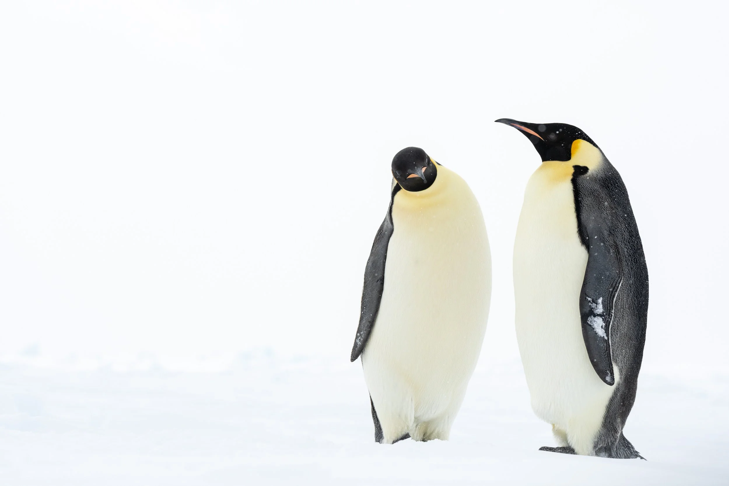 Inquisitive Emperor Penguin