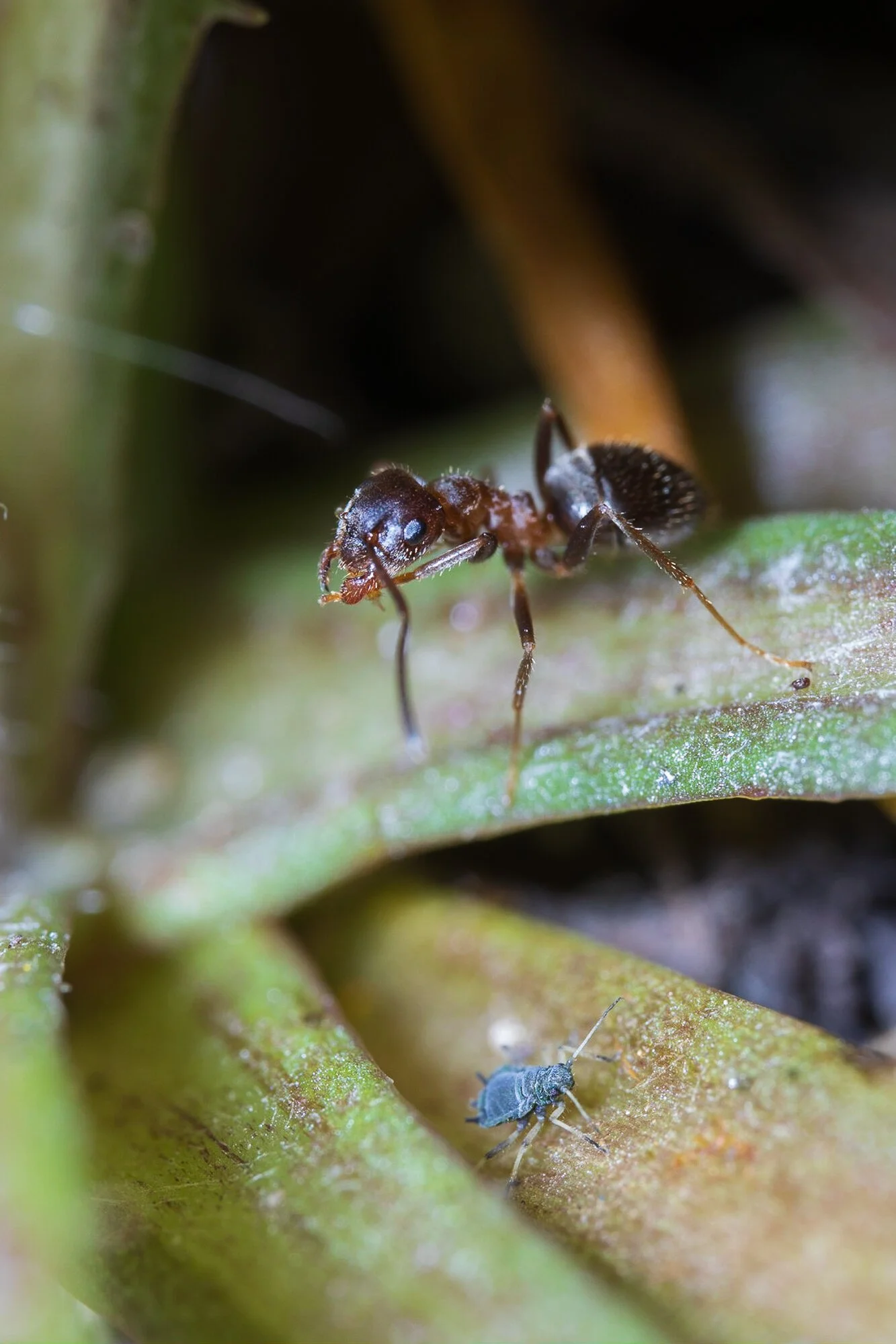 Das Leben ist schön_Makro_008.jpg