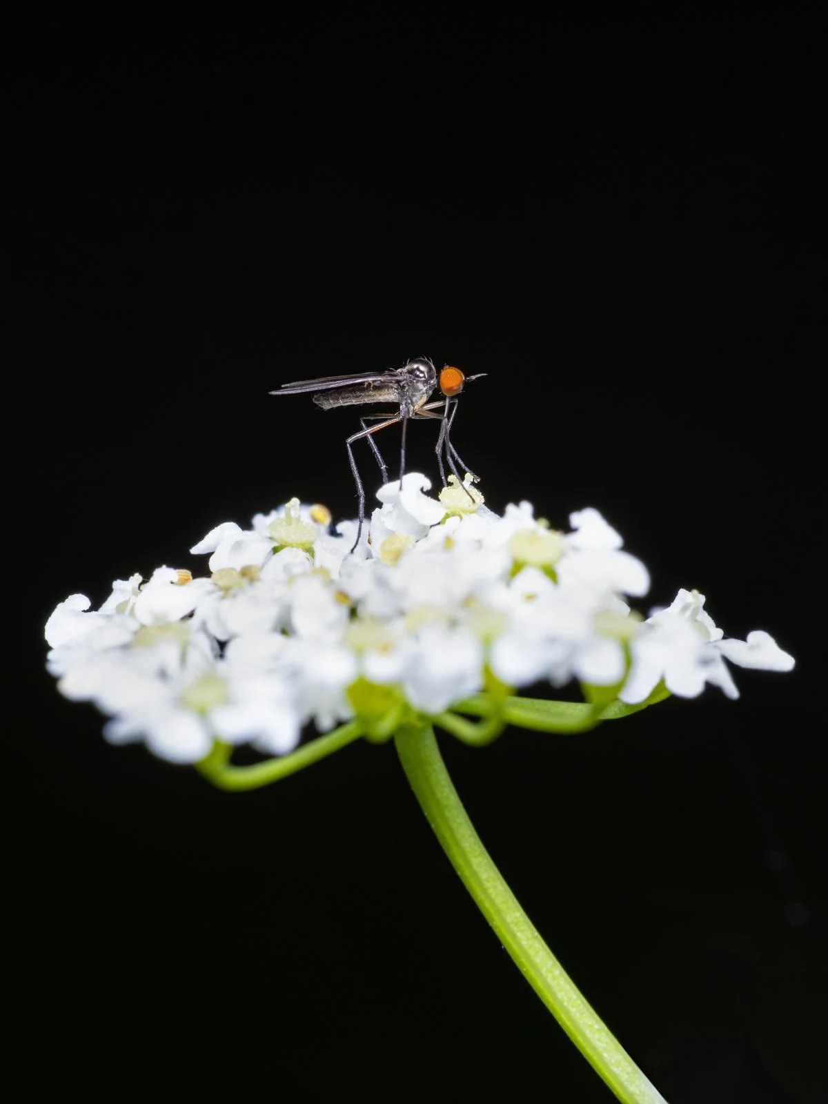 Das Leben ist schön_Makro_004.jpg