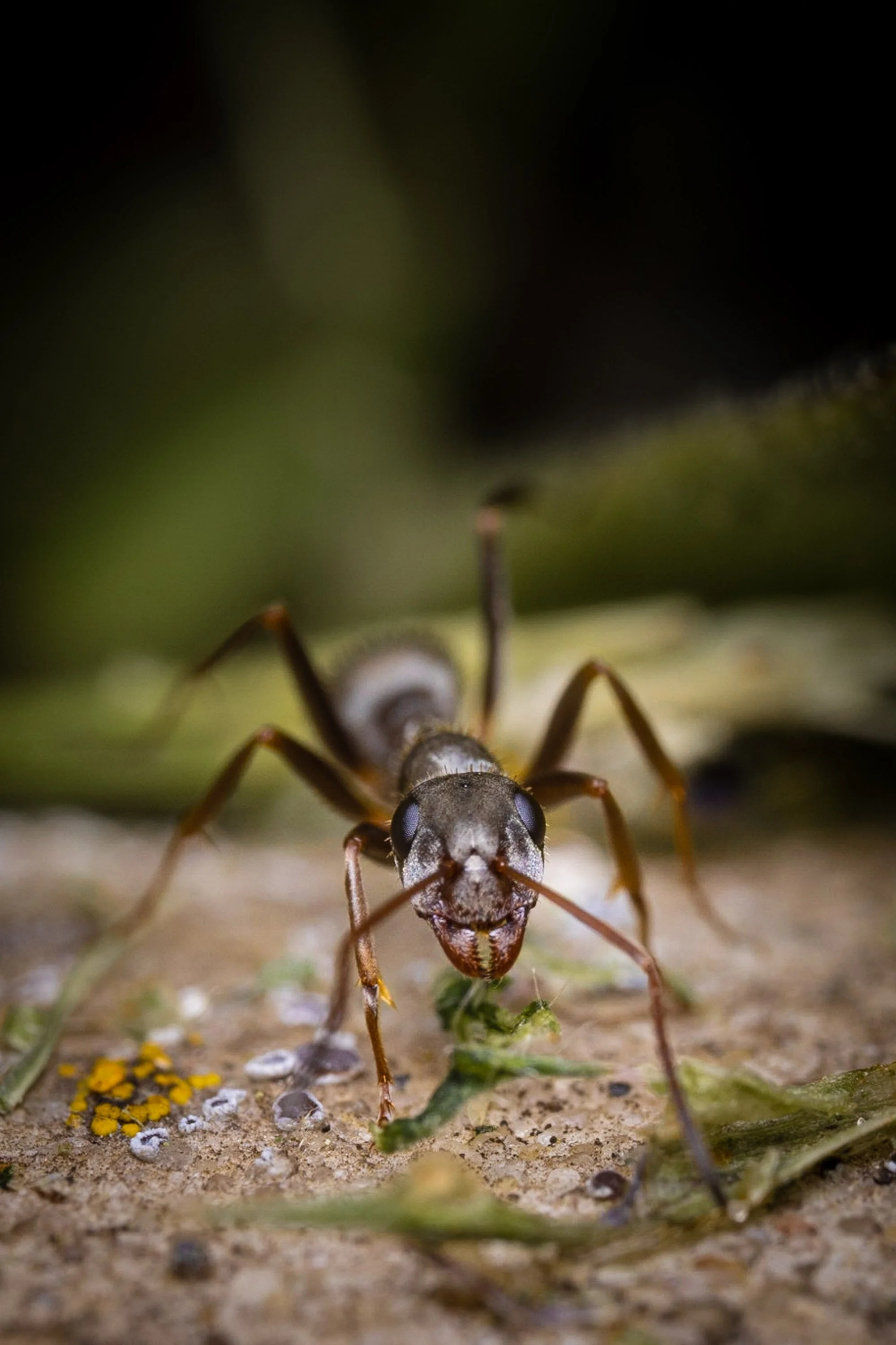 Das Leben ist schön_Makro_032.jpg