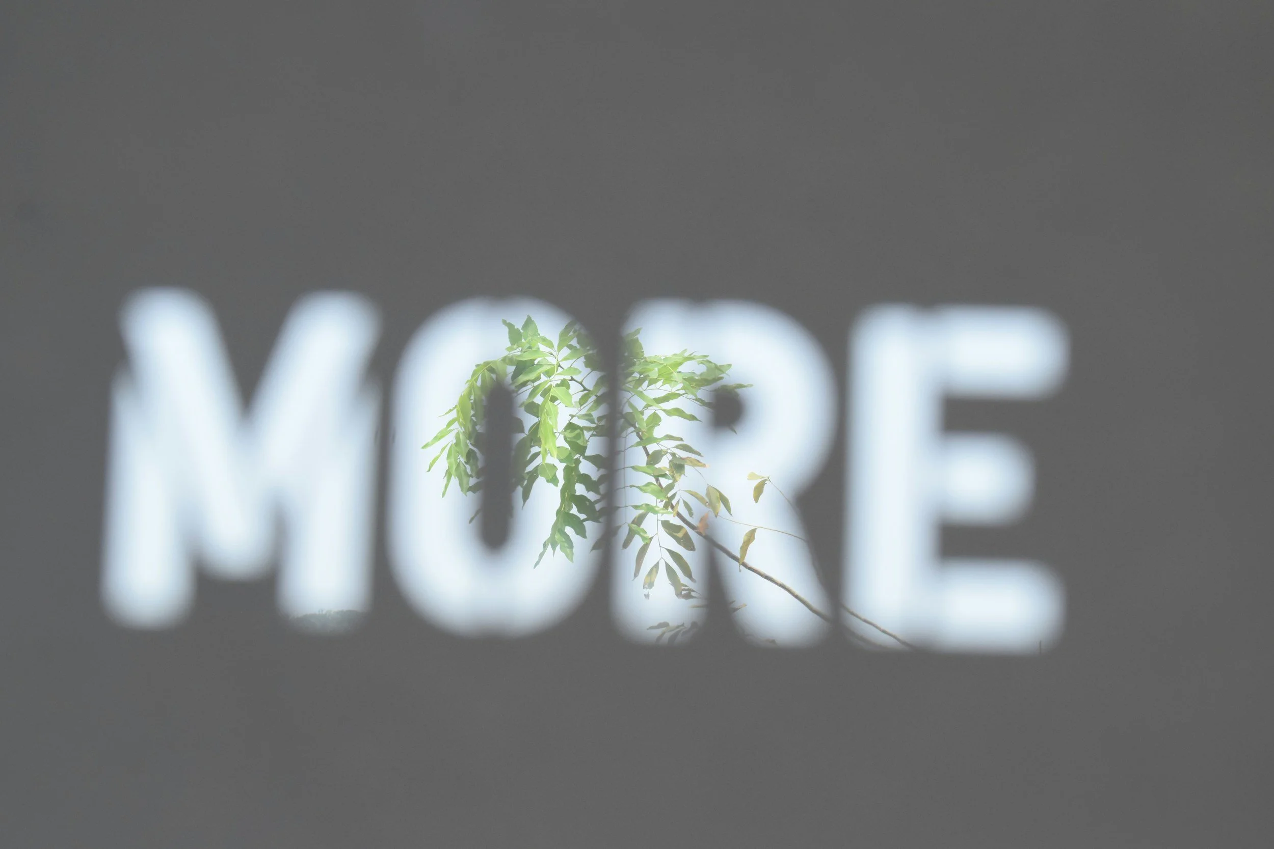 The word 'MORE' is illuminated on a surface, with a small green leafy branch casting a shadow through the letters.