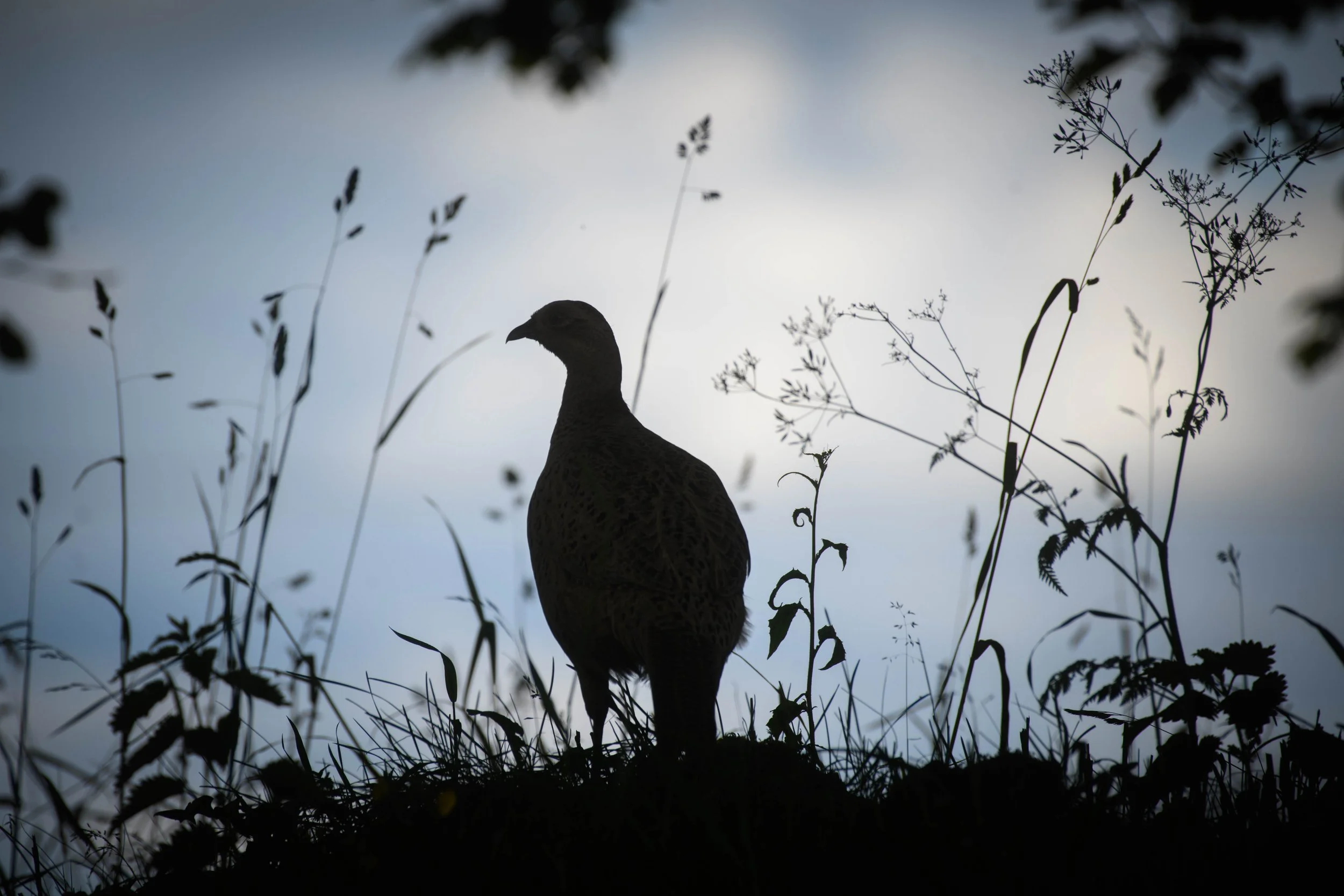 The Pleasant Pheasant