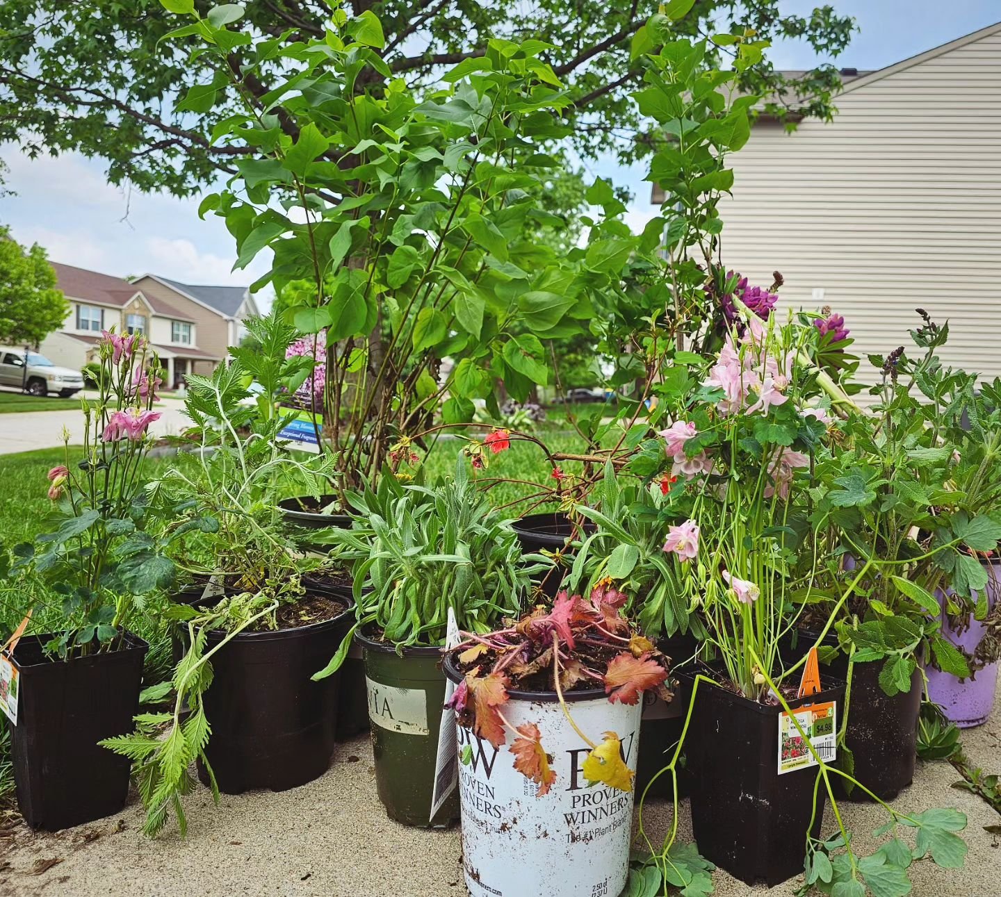 Take a look at this picture. This is a new set of perennial plants that have been hand-picked for our garden. They were chosen to bring beauty and pollinators to our property and to continue expanding our garden space.

You might notice these plants 