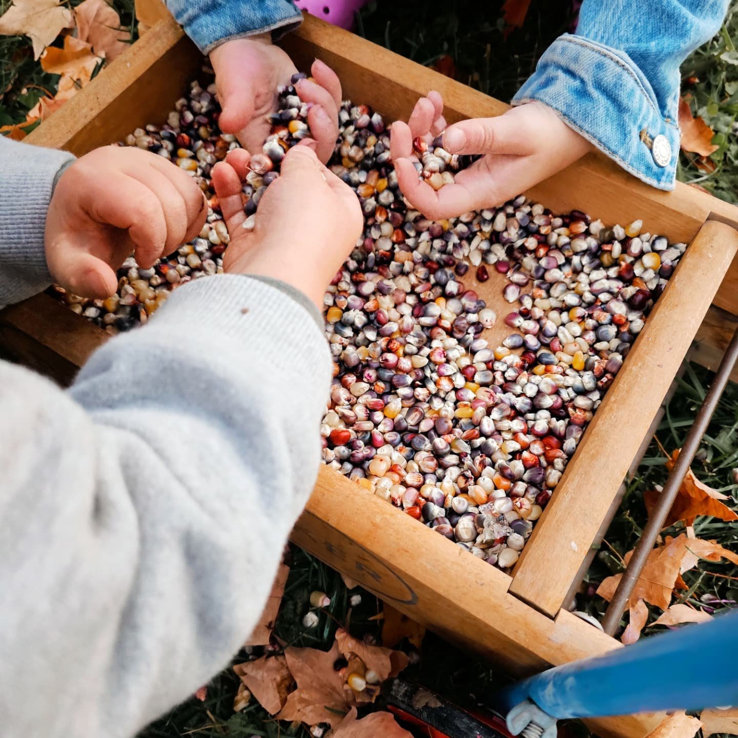 Have you heard of @caravanclasses in Noblesville?  They are only 4 minutes from Compassionate Roots and offer the cutest art classes, events, and workshops. Caravan Classes donated the perfect corn kernels for our sensory stations at the Neurodiverge