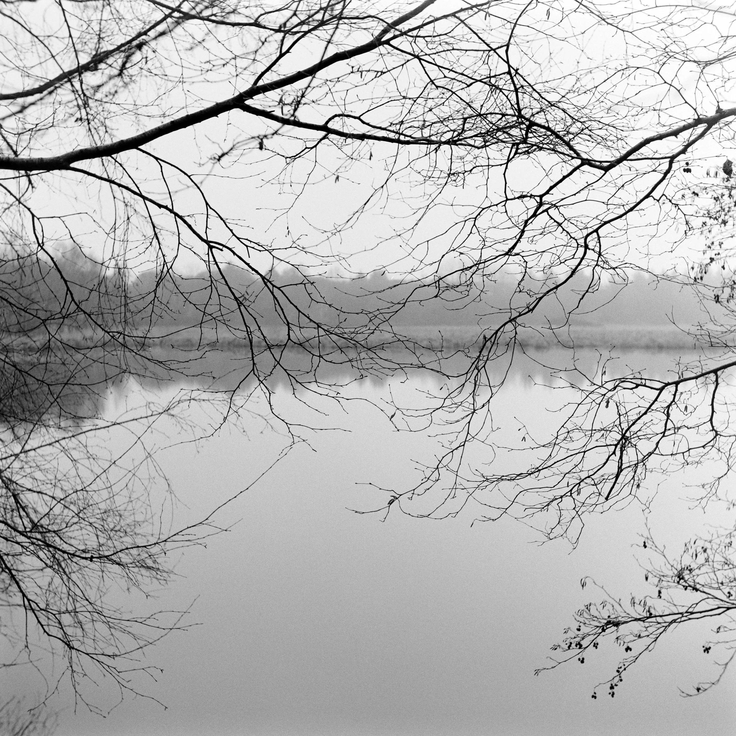 The Peatland_35.JPG