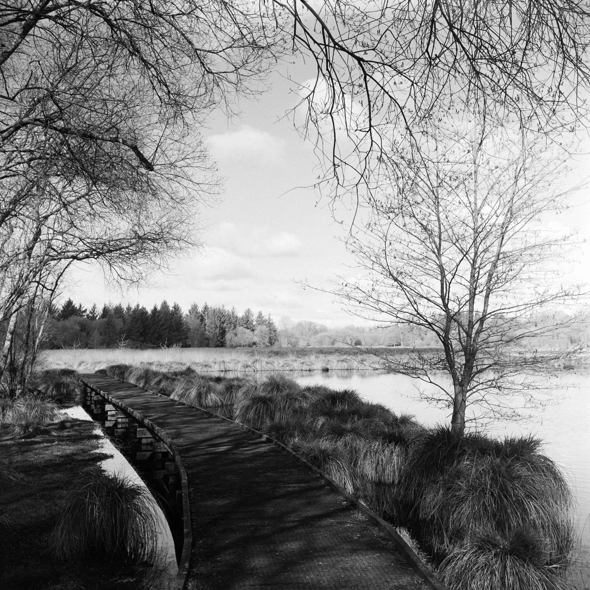 The Peatland_14.JPG