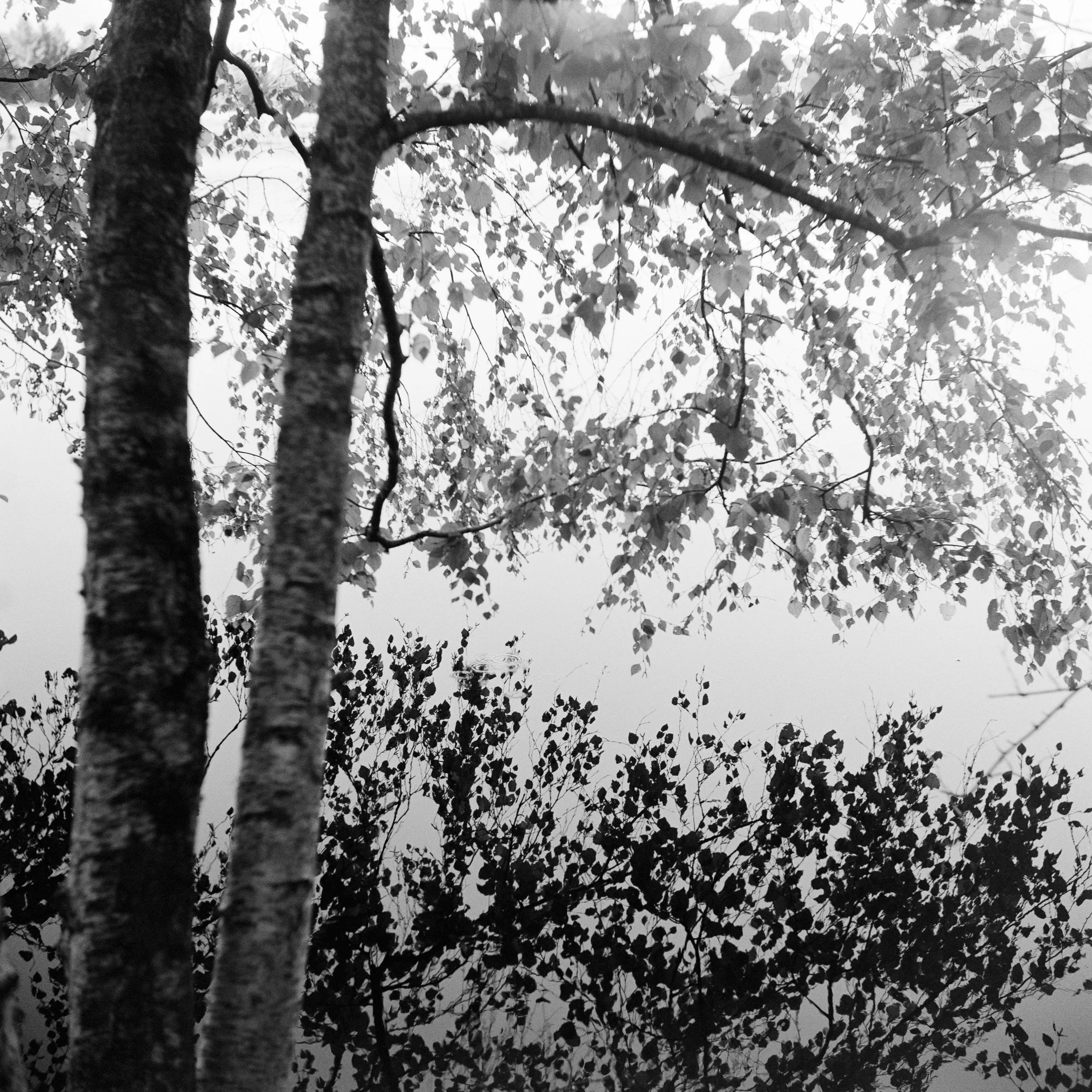 The Peatland_19.JPG