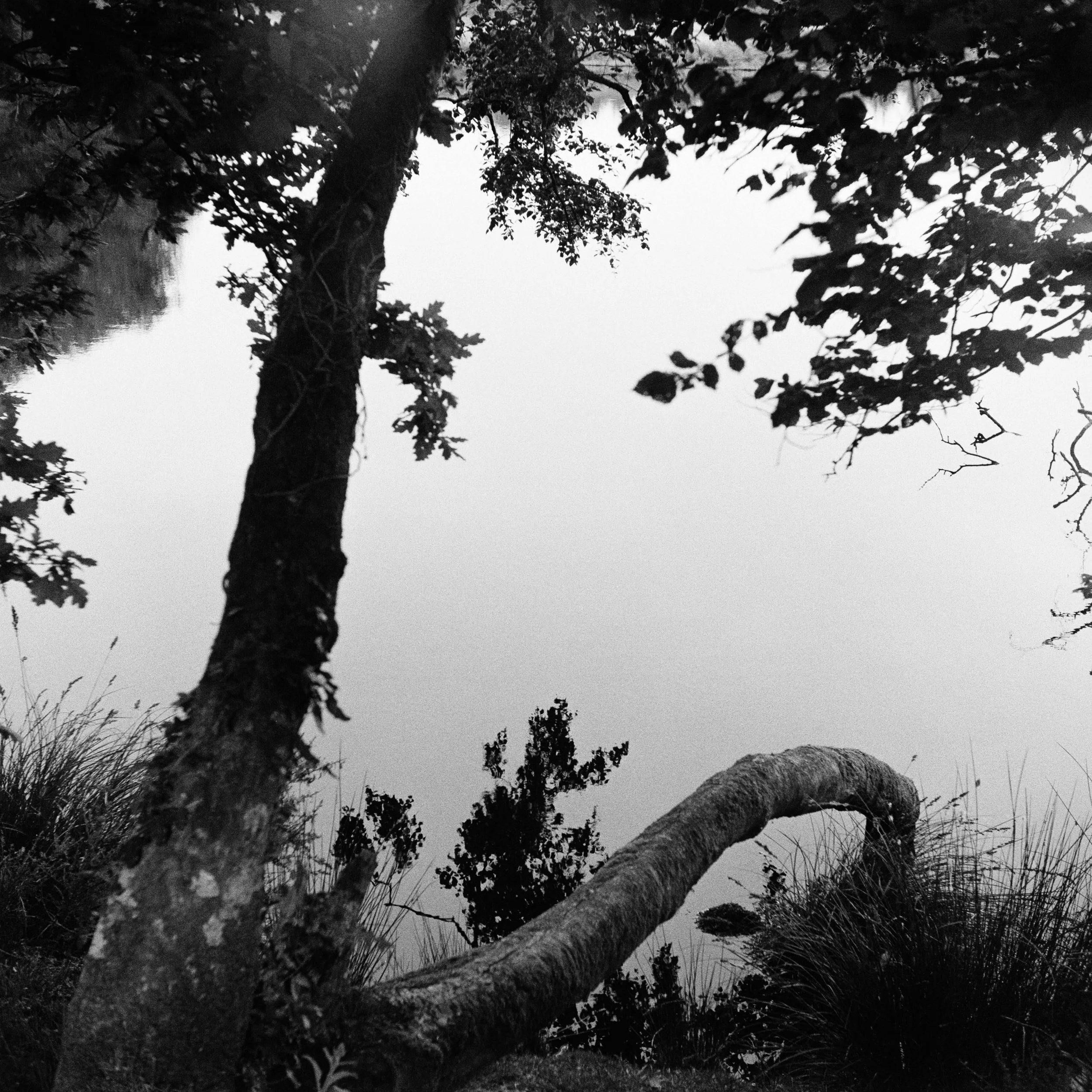 The Peatland_1.JPG