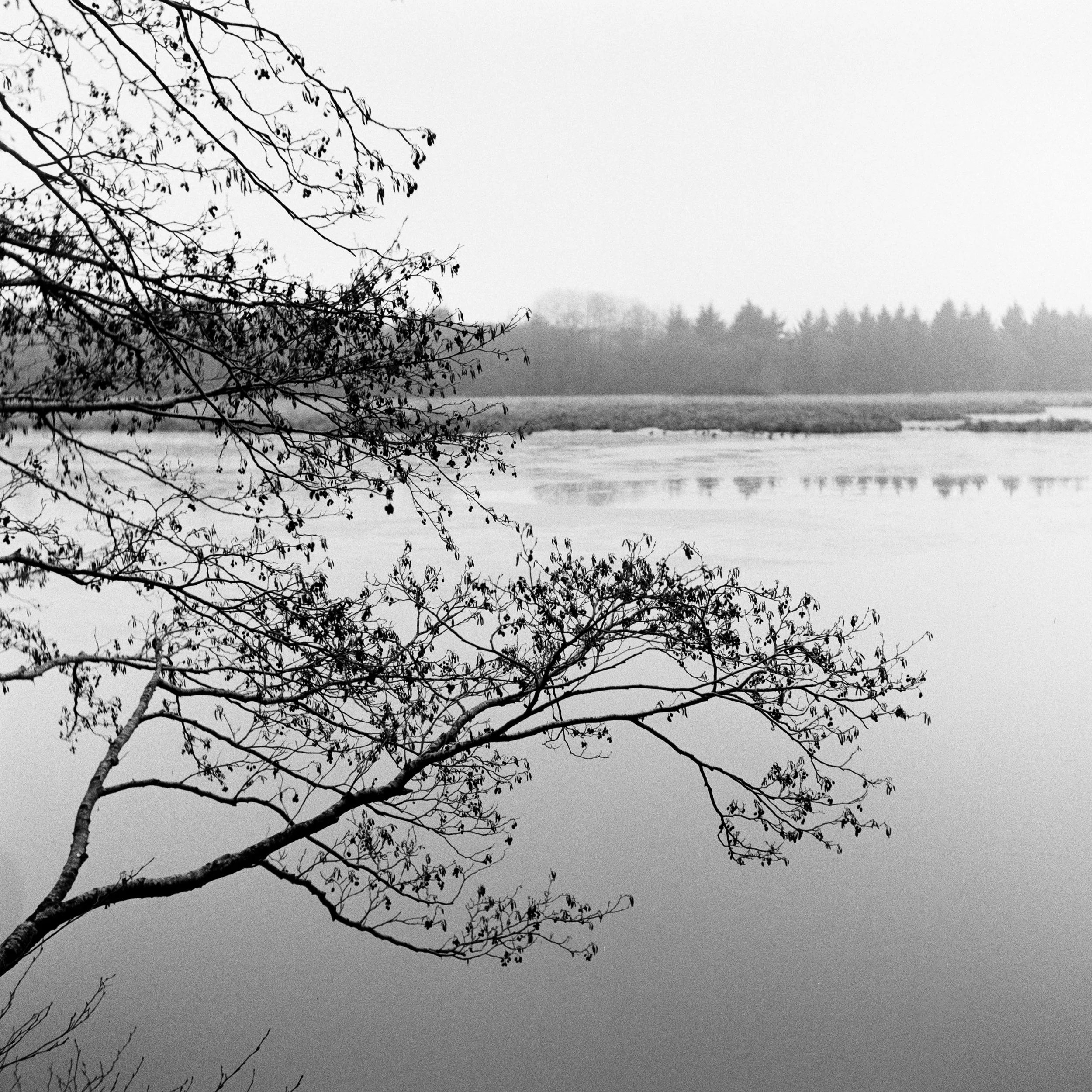 The Peatland_31.JPG