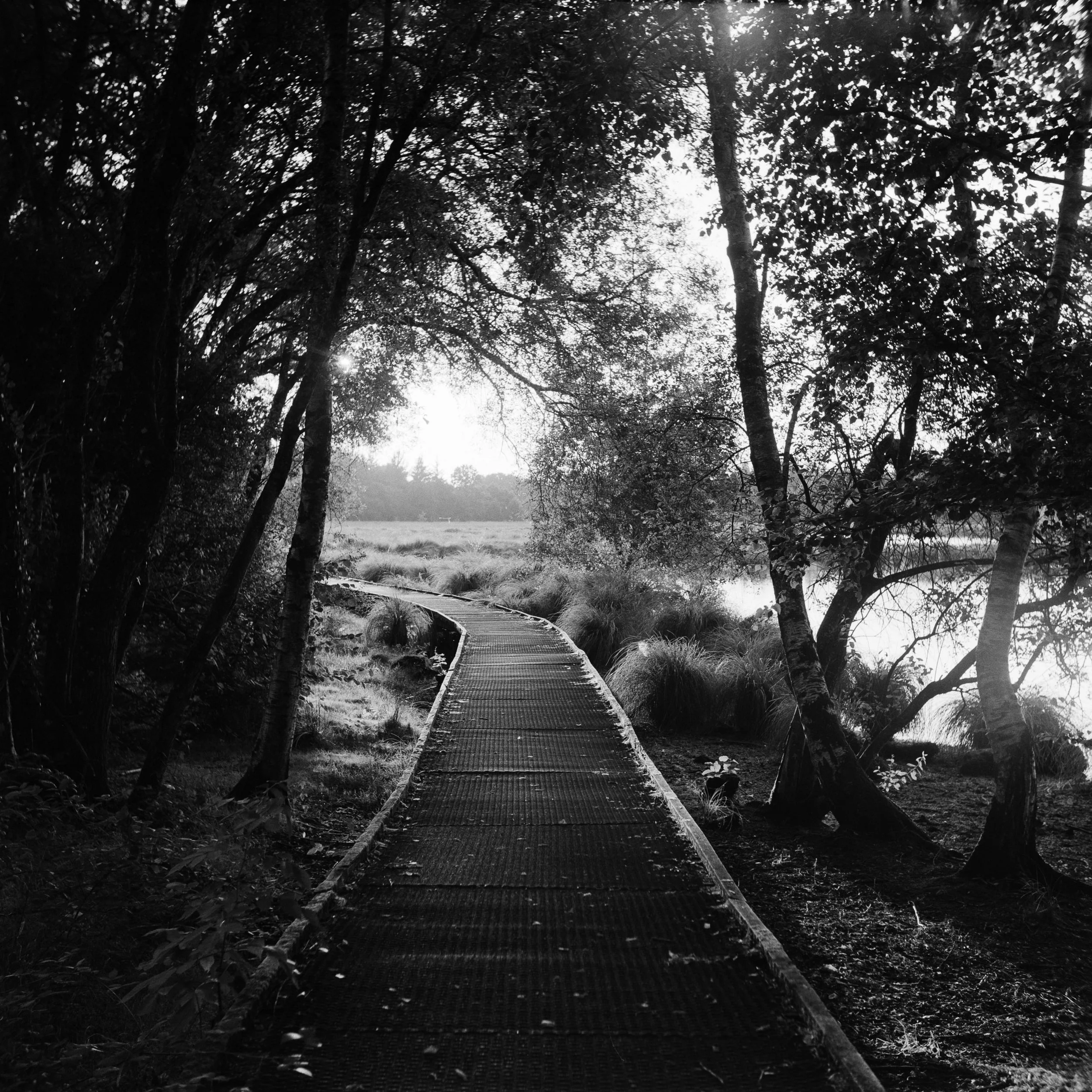 The Peatland_20.JPG