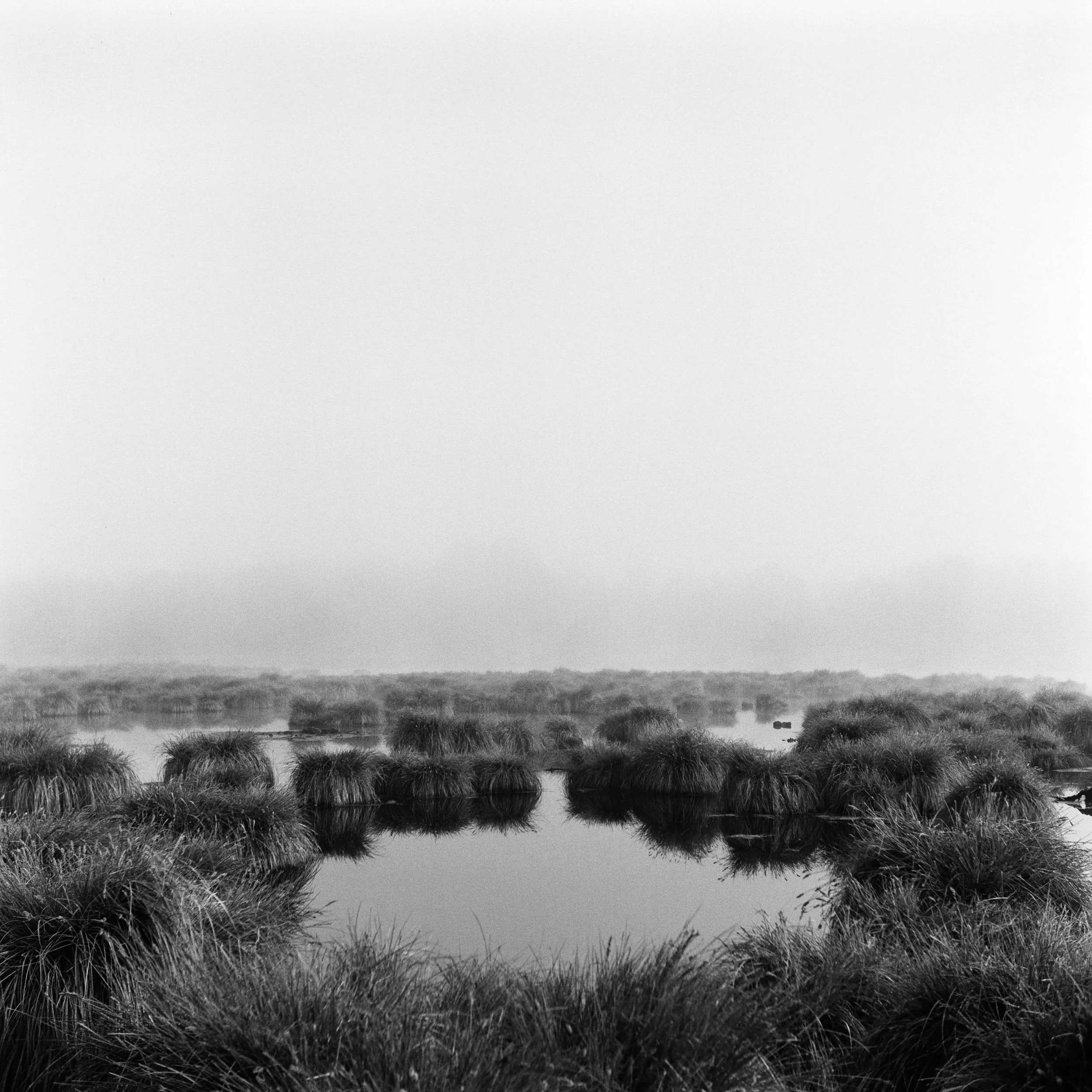 The Peatland_2.JPG