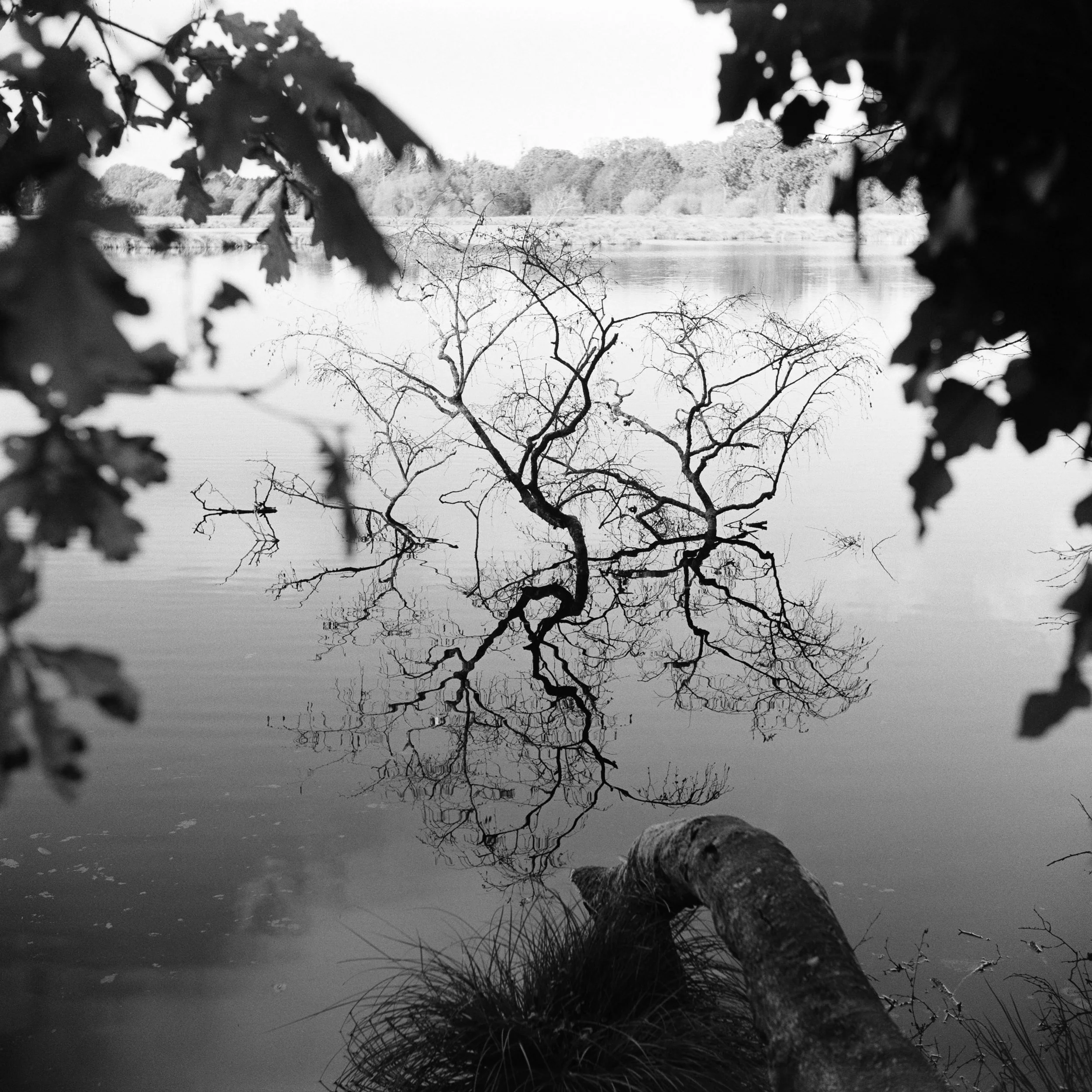 The Peatland_3.JPG