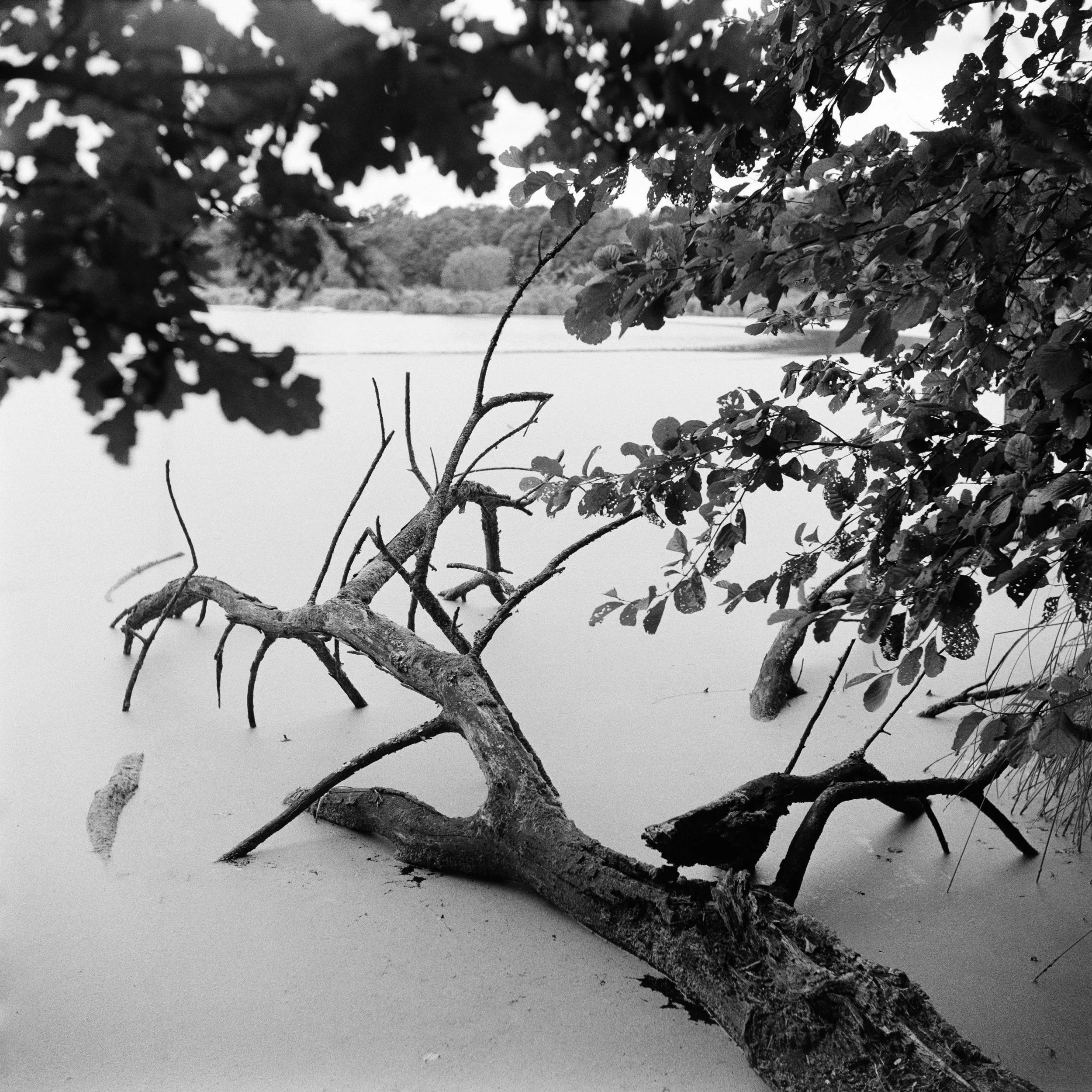 The Peatland_21.JPG