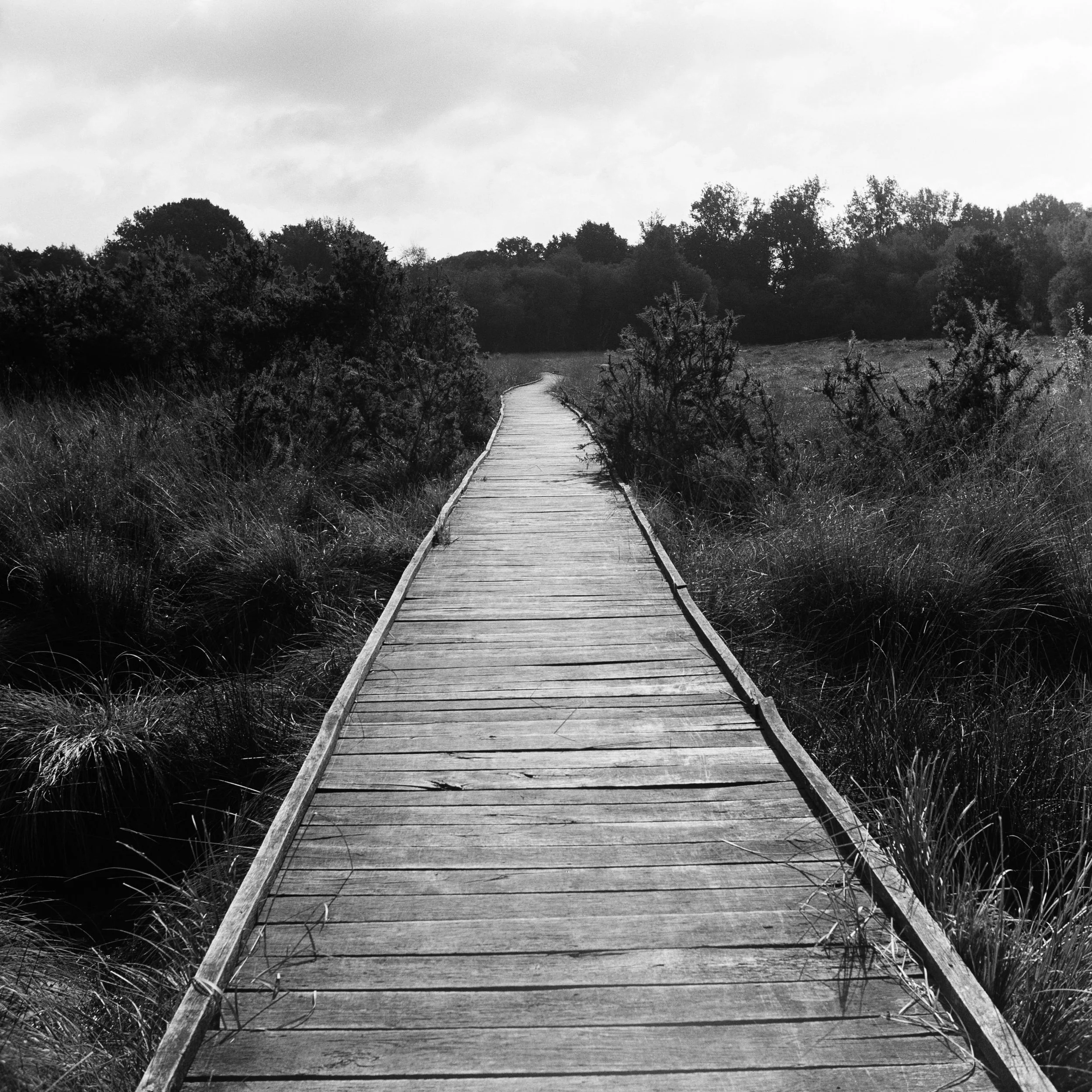 The Peatland_8.JPG