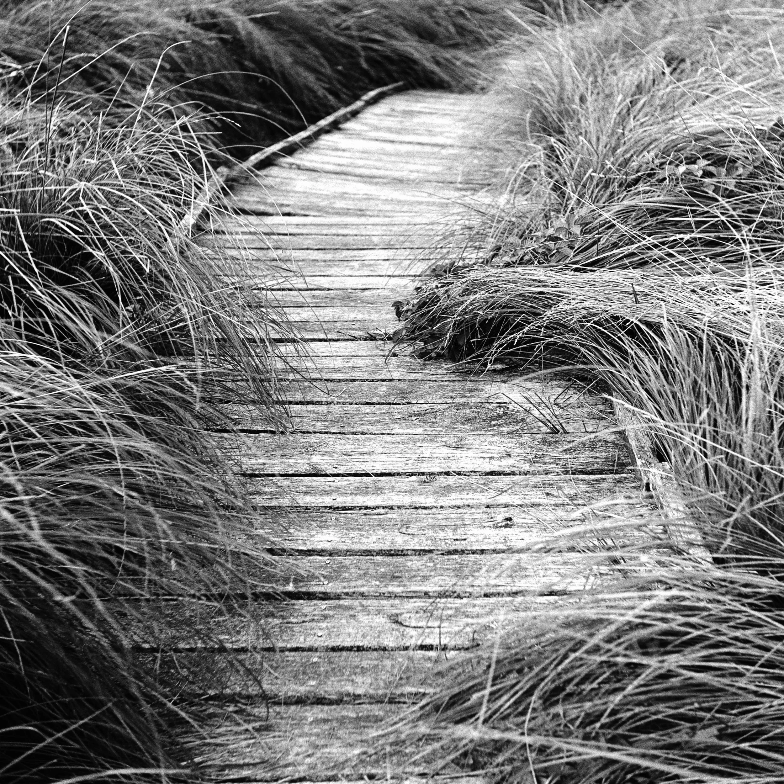 The Peatland_33.JPG