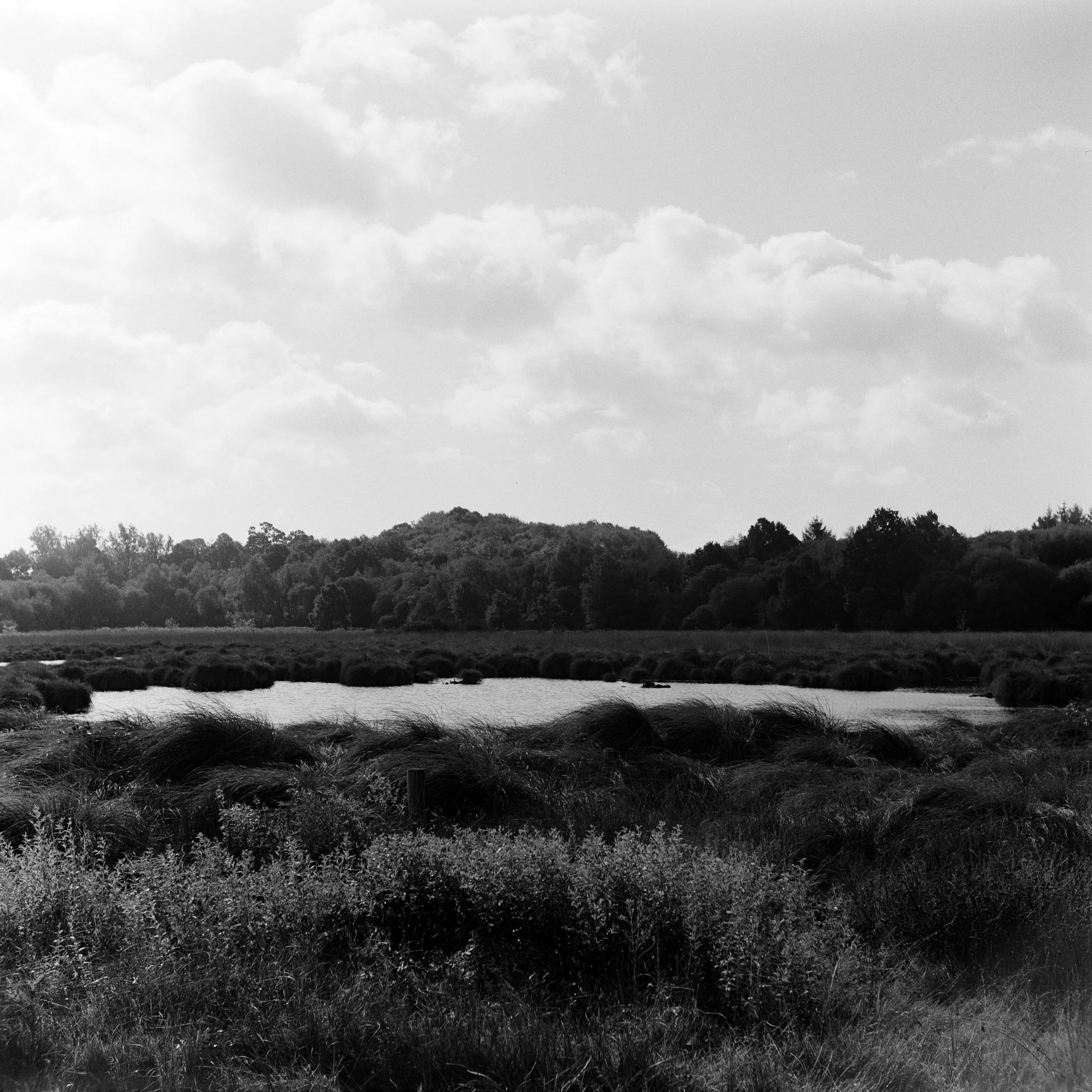 The Peatland_17.JPG
