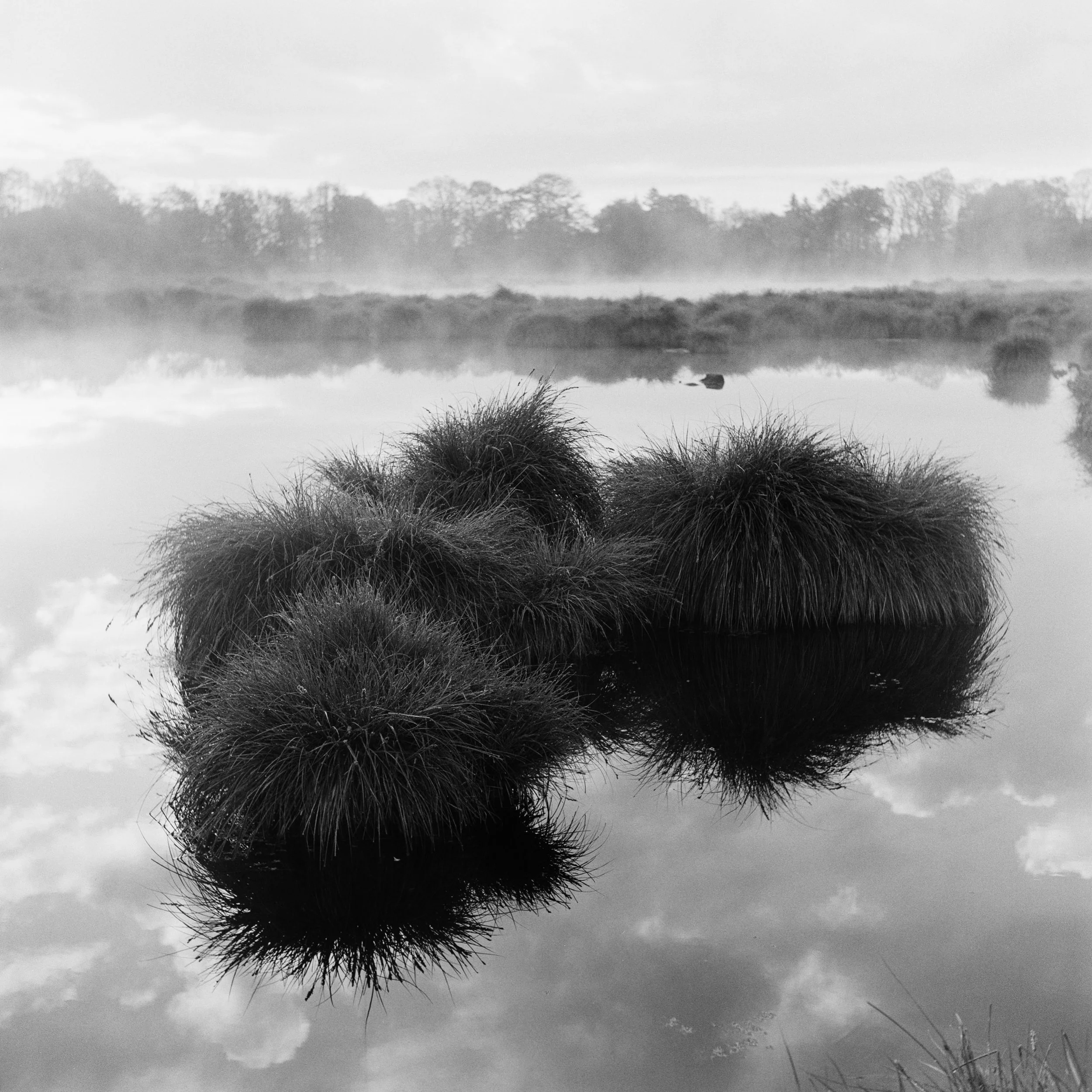 The Peatland_11.JPG