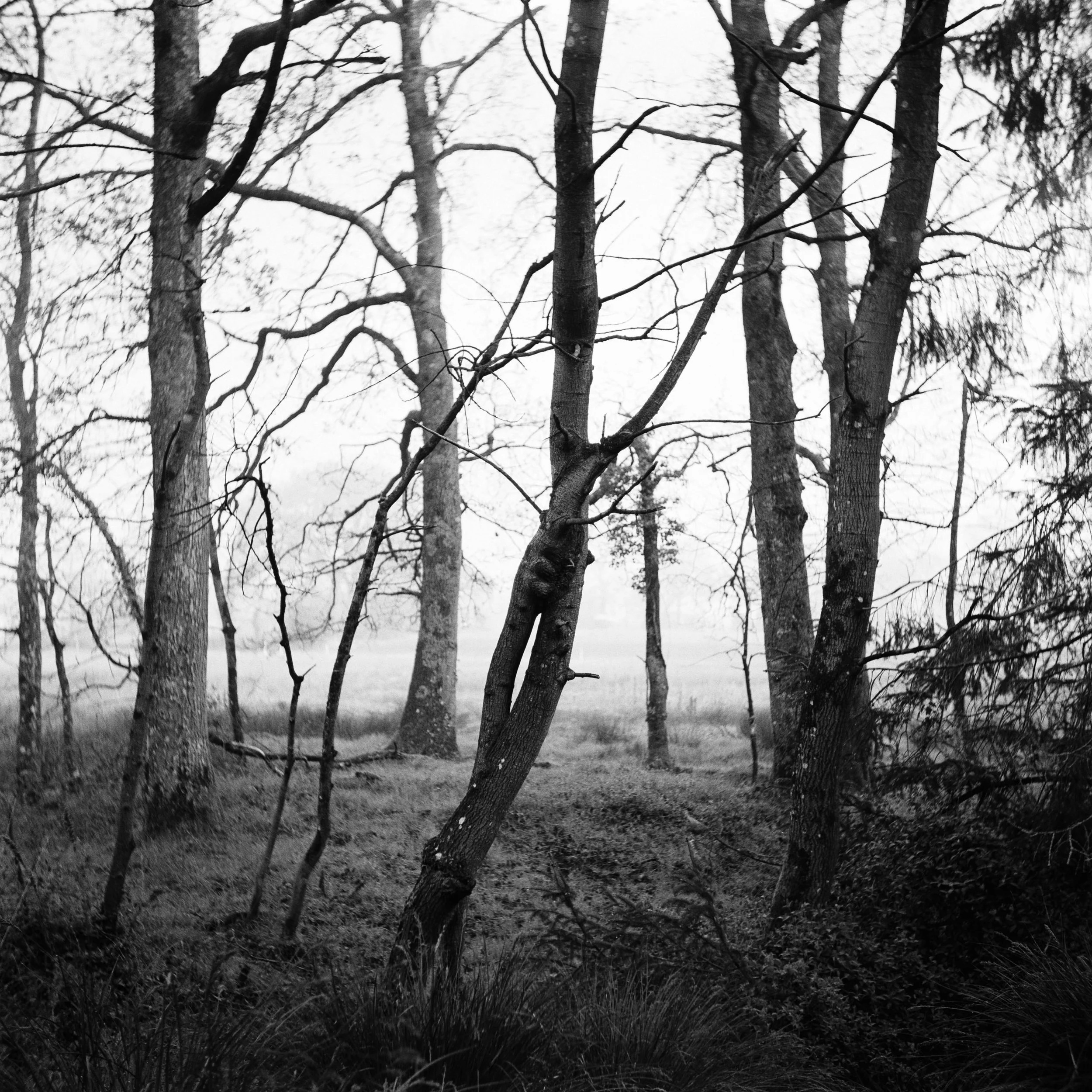 The Peatland_16.JPG