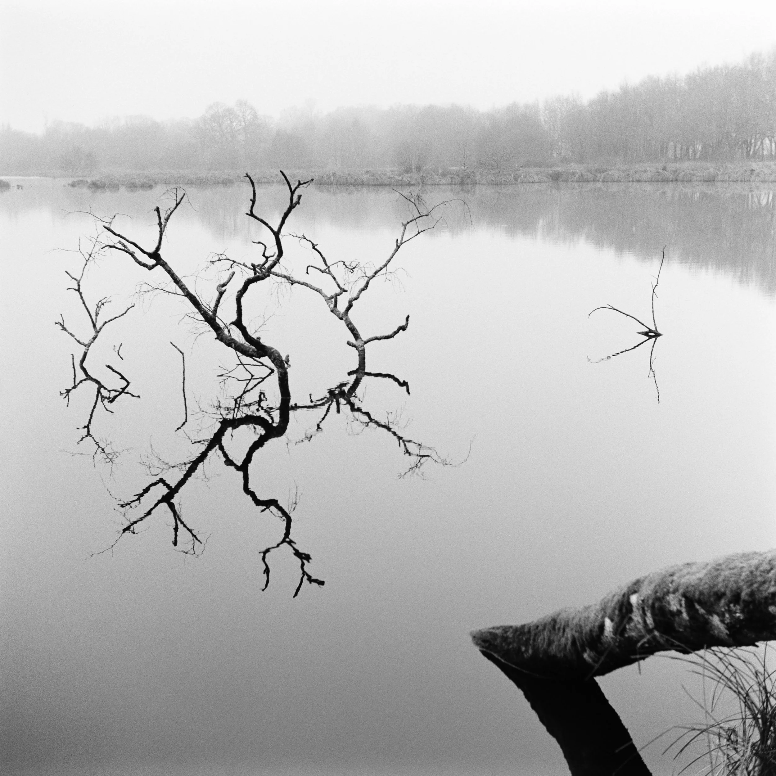 The Peatland_25.JPG