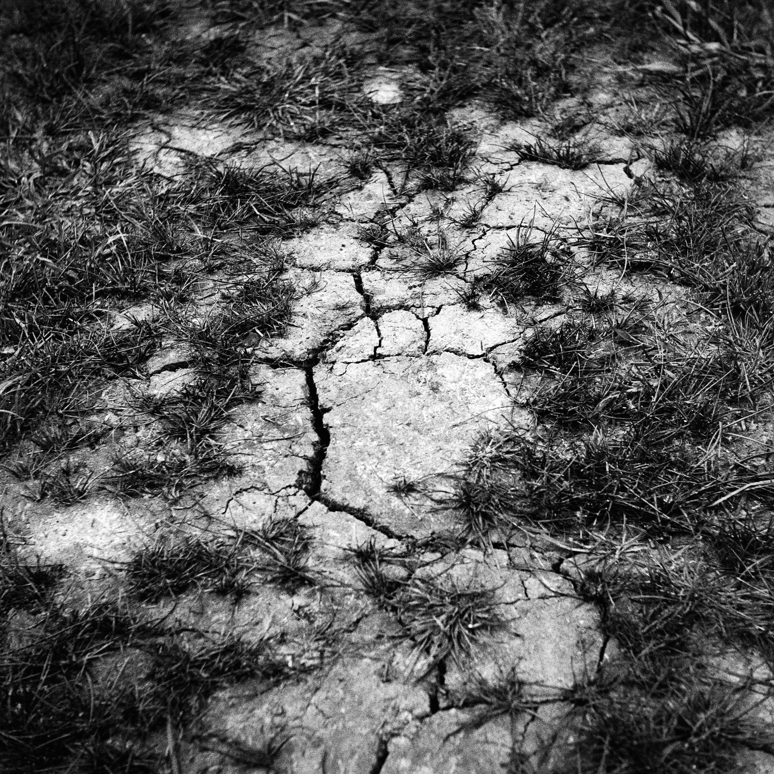The Peatland_24.JPG