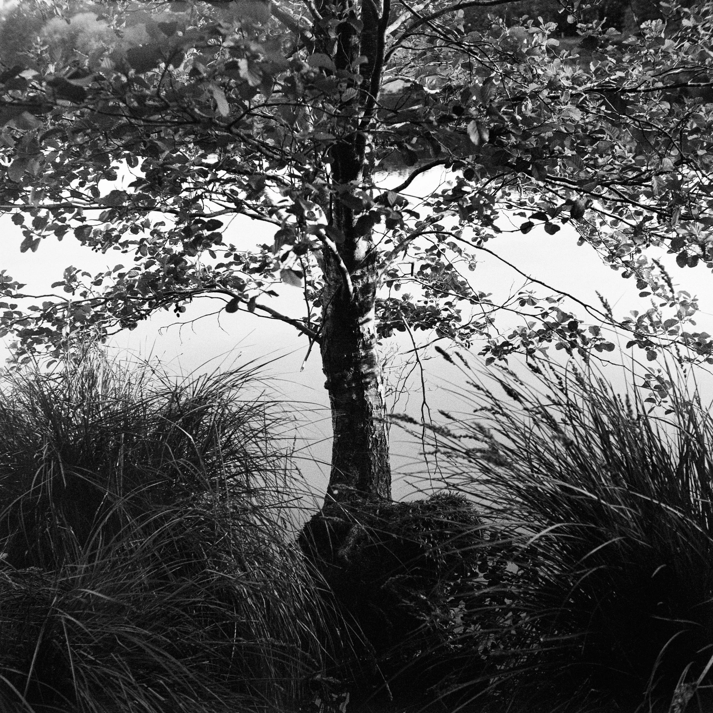 The Peatland_9.JPG