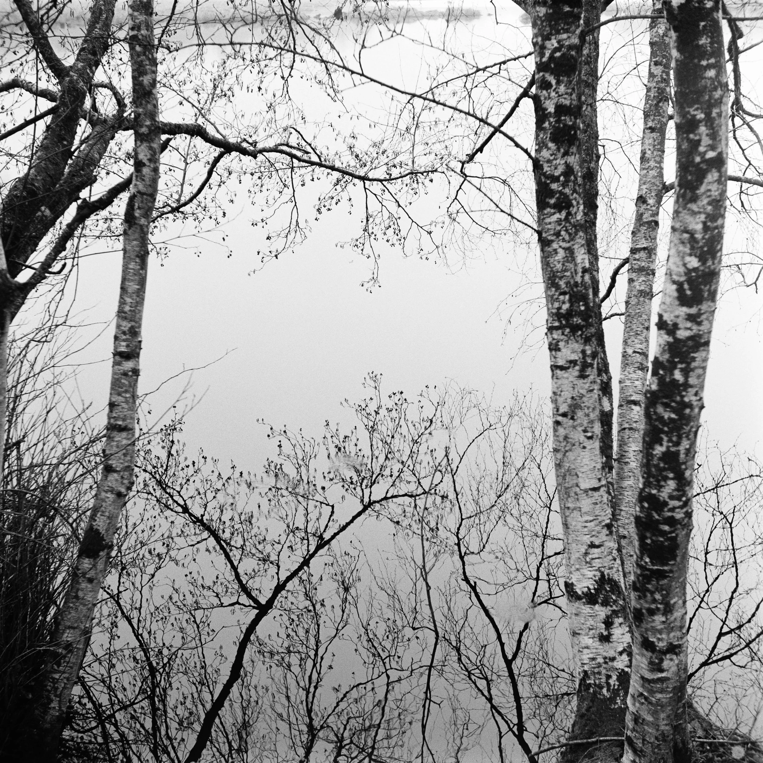 The Peatland_28.JPG