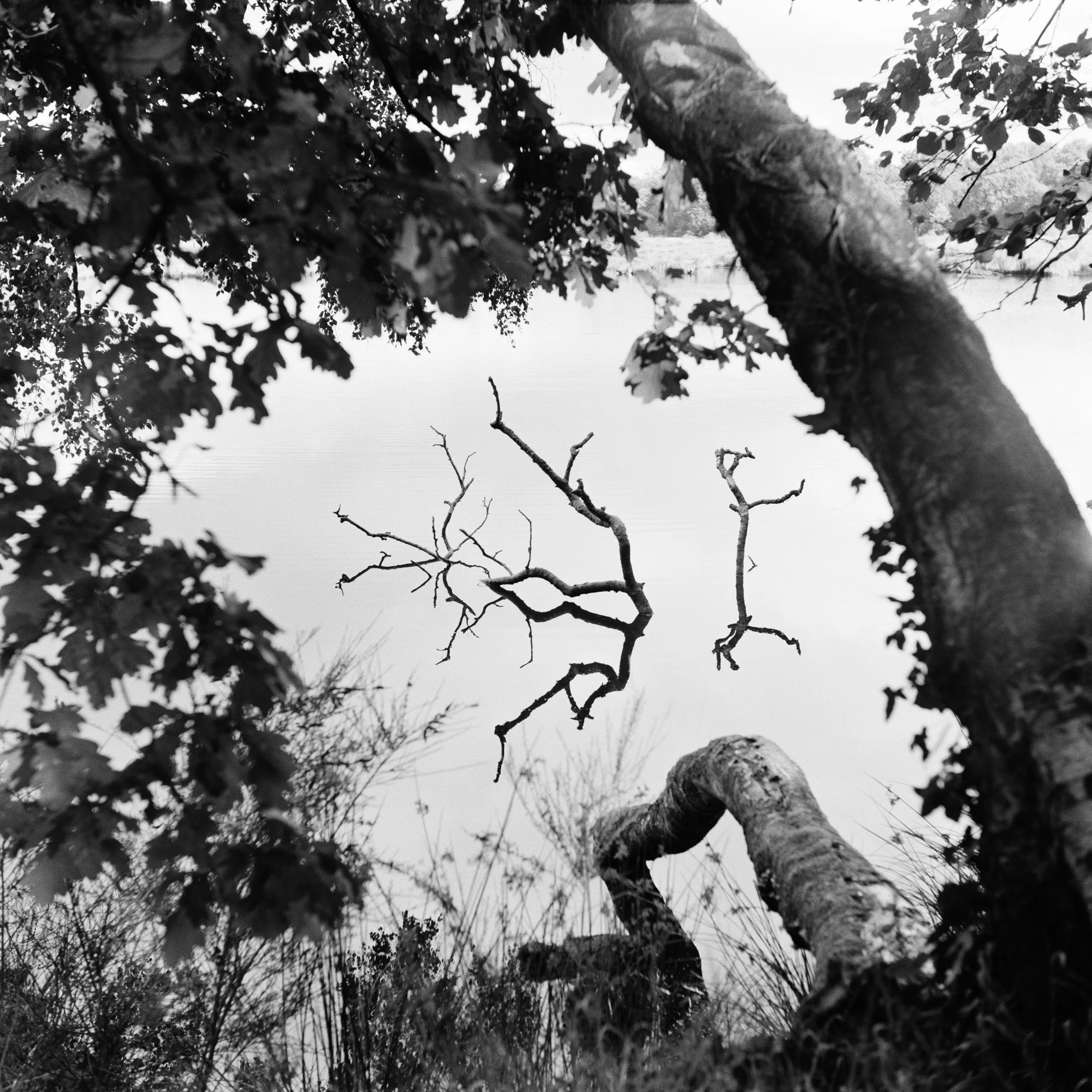 The Peatland_30.JPG