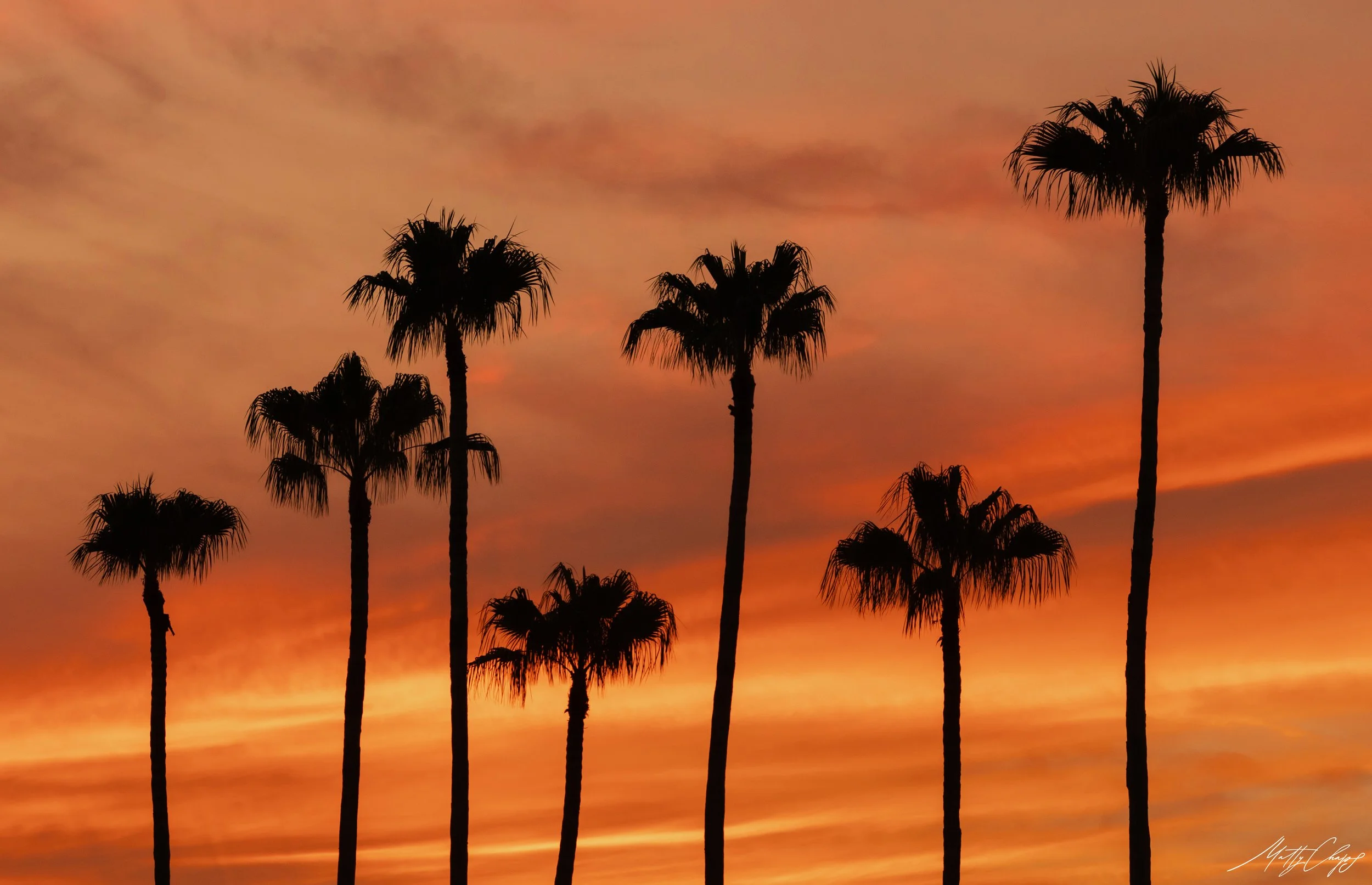 palm sunset.jpg