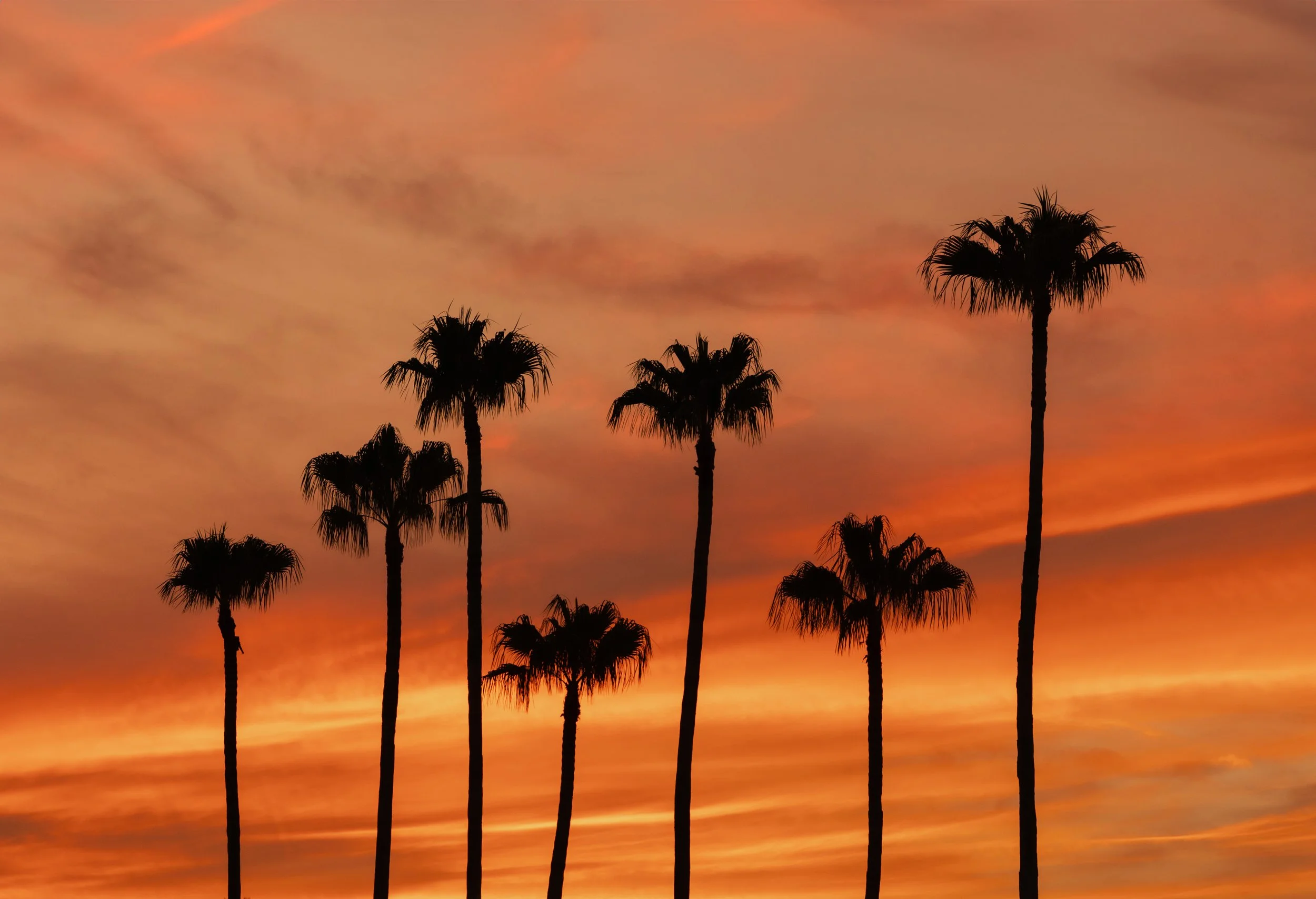 palm sunset.jpg