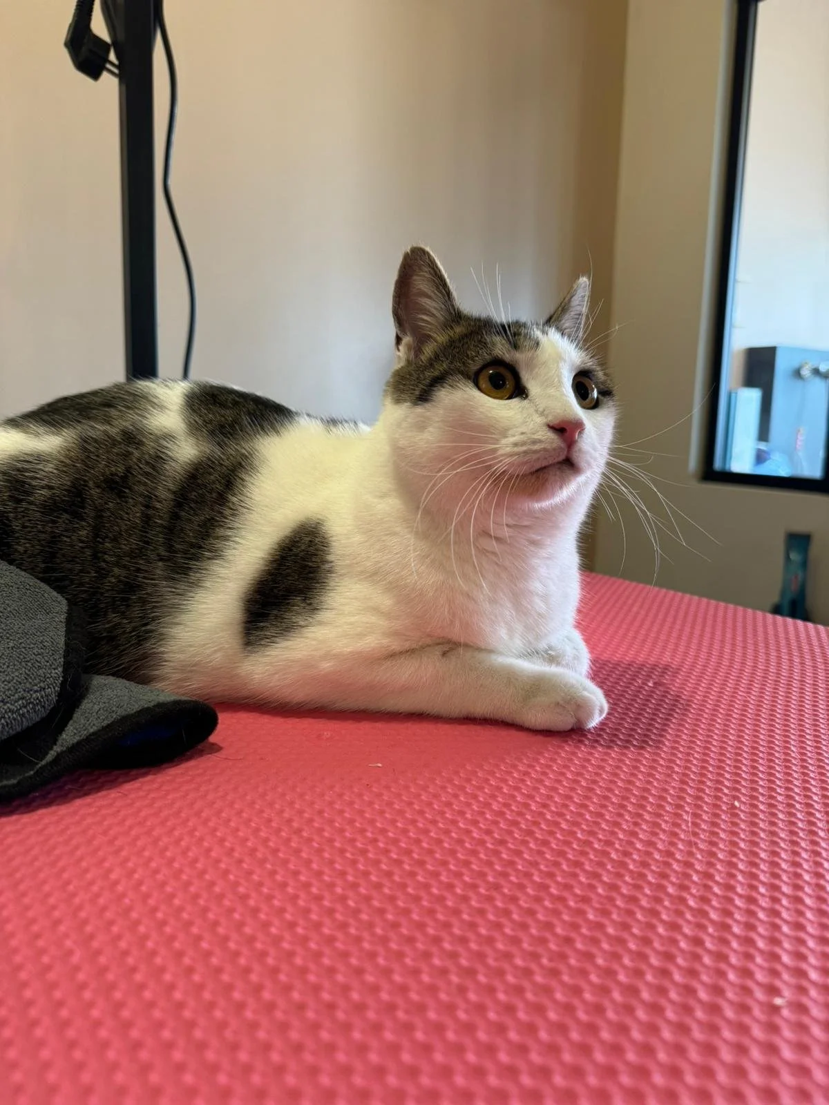 WhatsApp Image 2024-01-25 à 12.40.55_c170af59.jpg