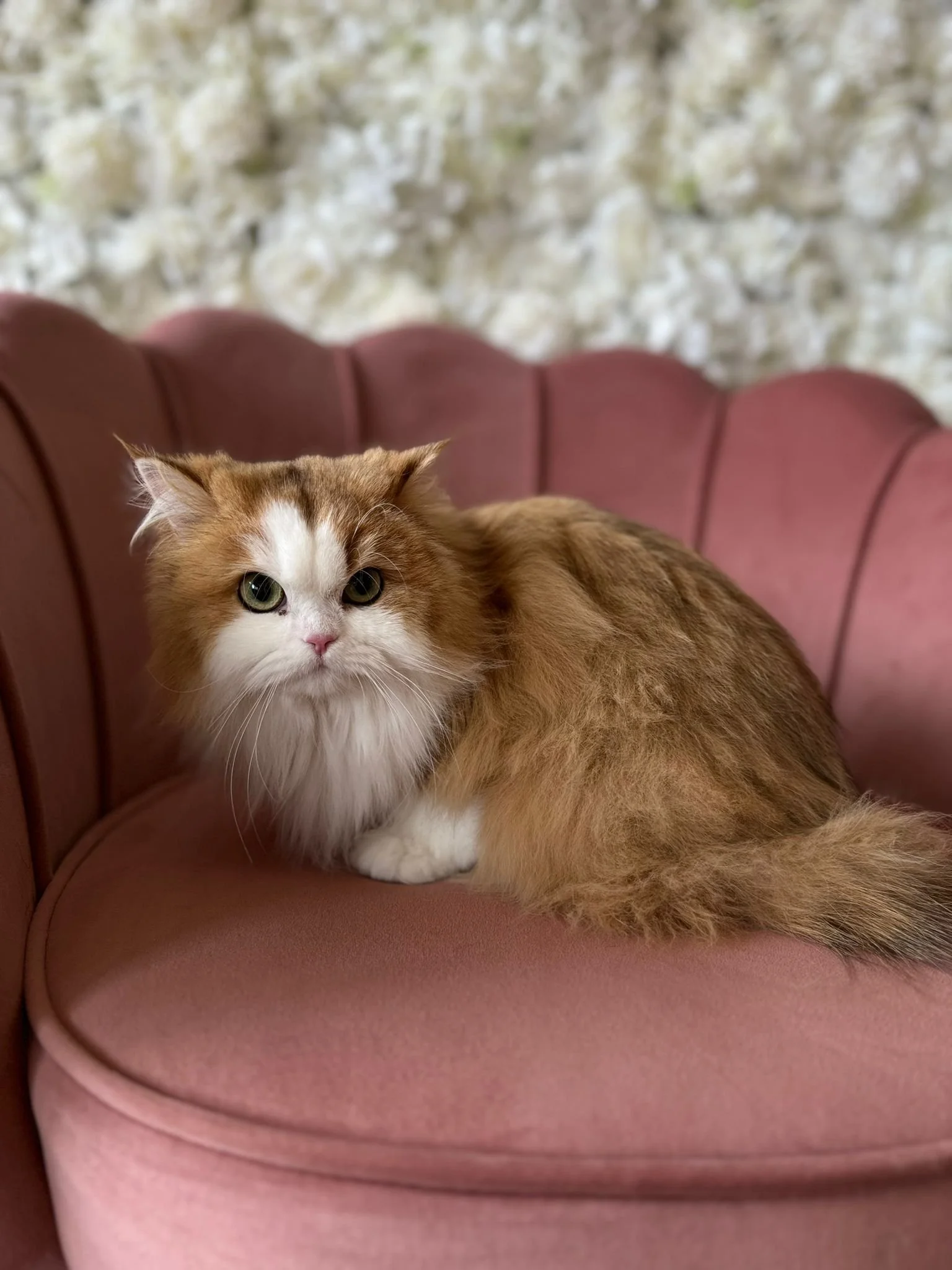 WhatsApp Image 2024-04-28 à 15.46.52_0212d558.jpg