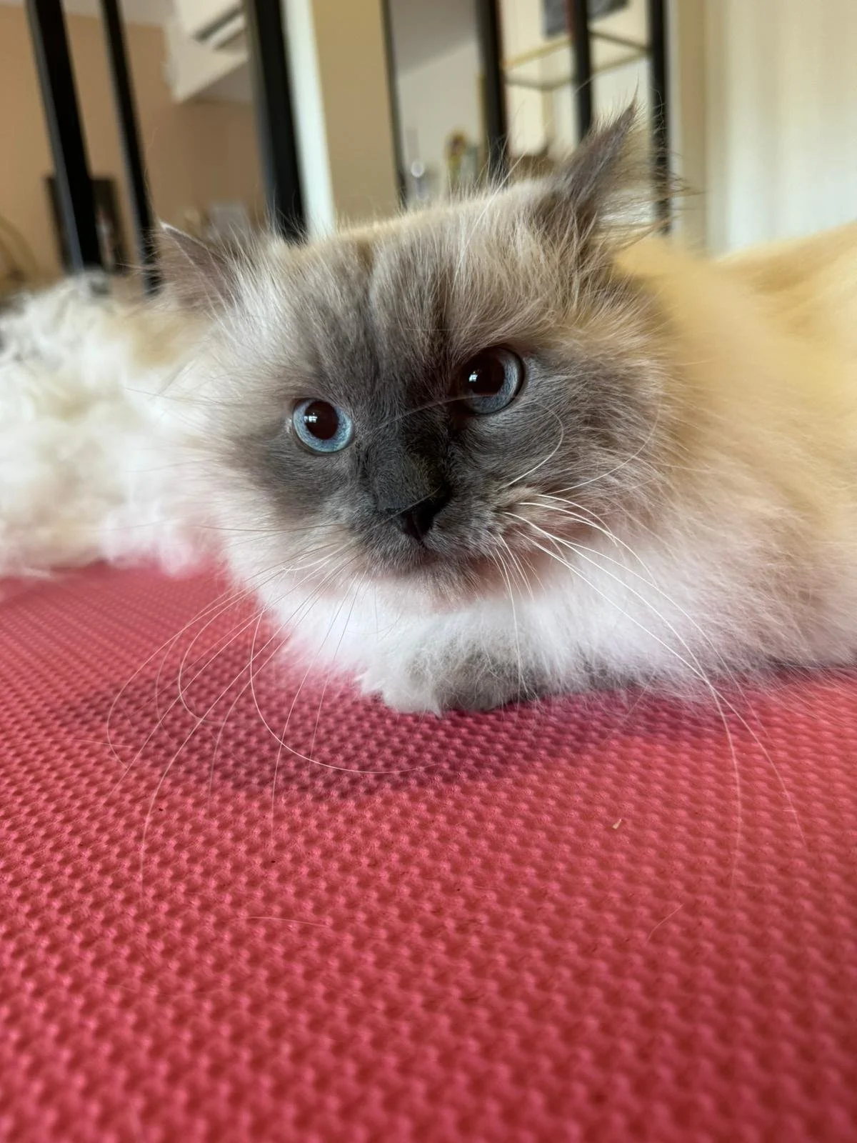 WhatsApp Image 2024-02-26 à 12.29.17_e2d0bd67.jpg