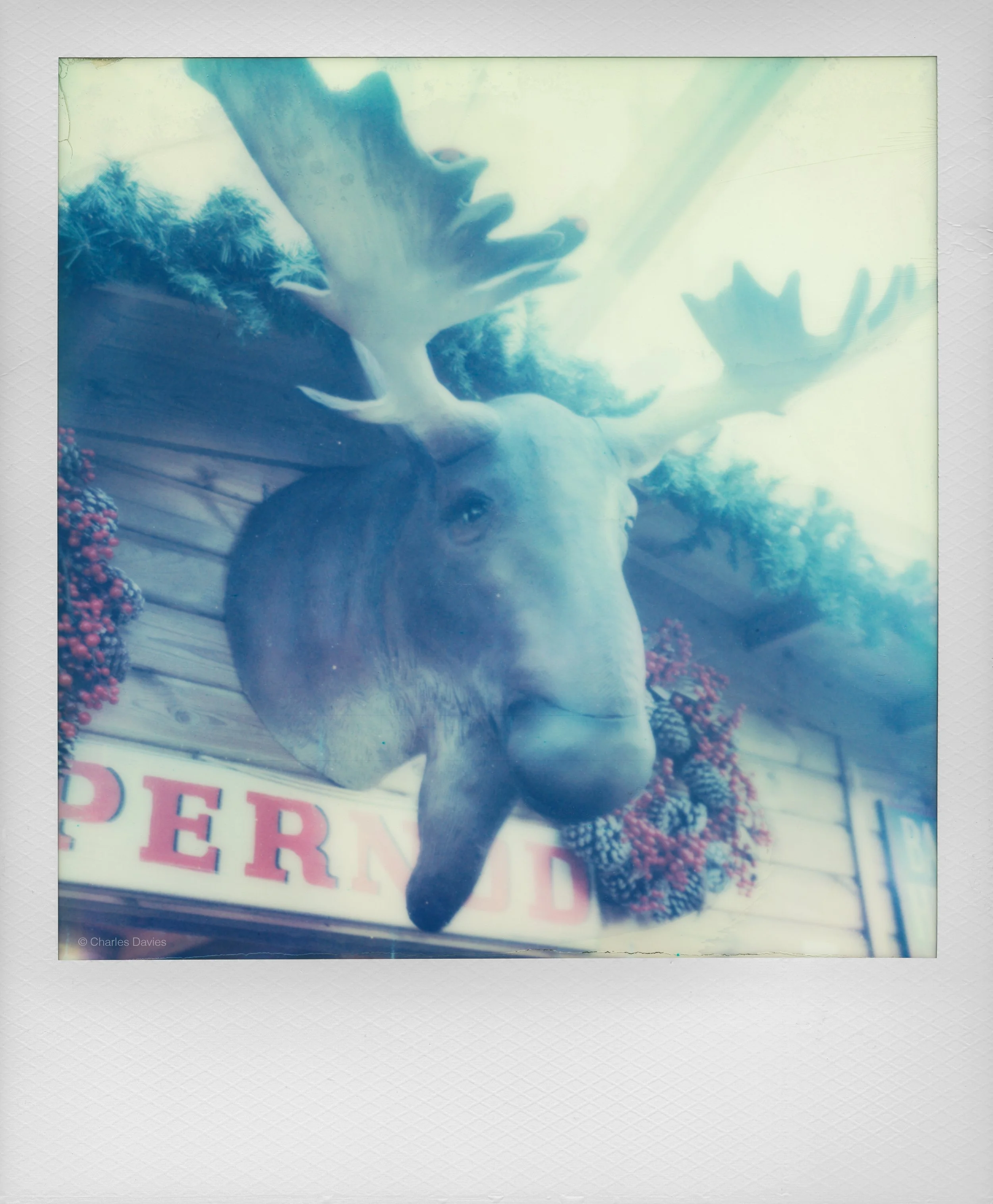 131 - 2022 - Polaroid SX-70 Sonar.jpg
