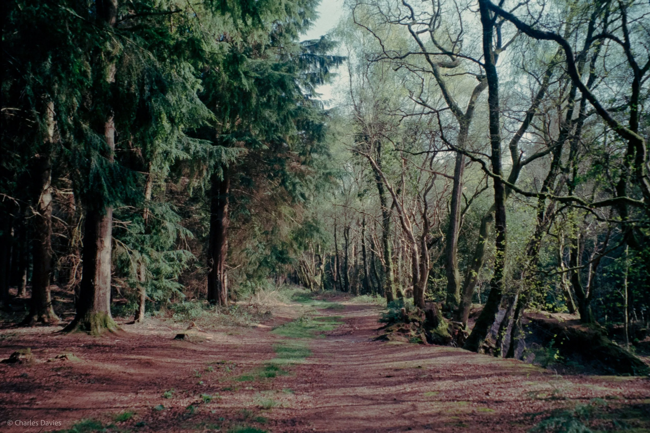 Shot 30 - Auto - Shute woods 