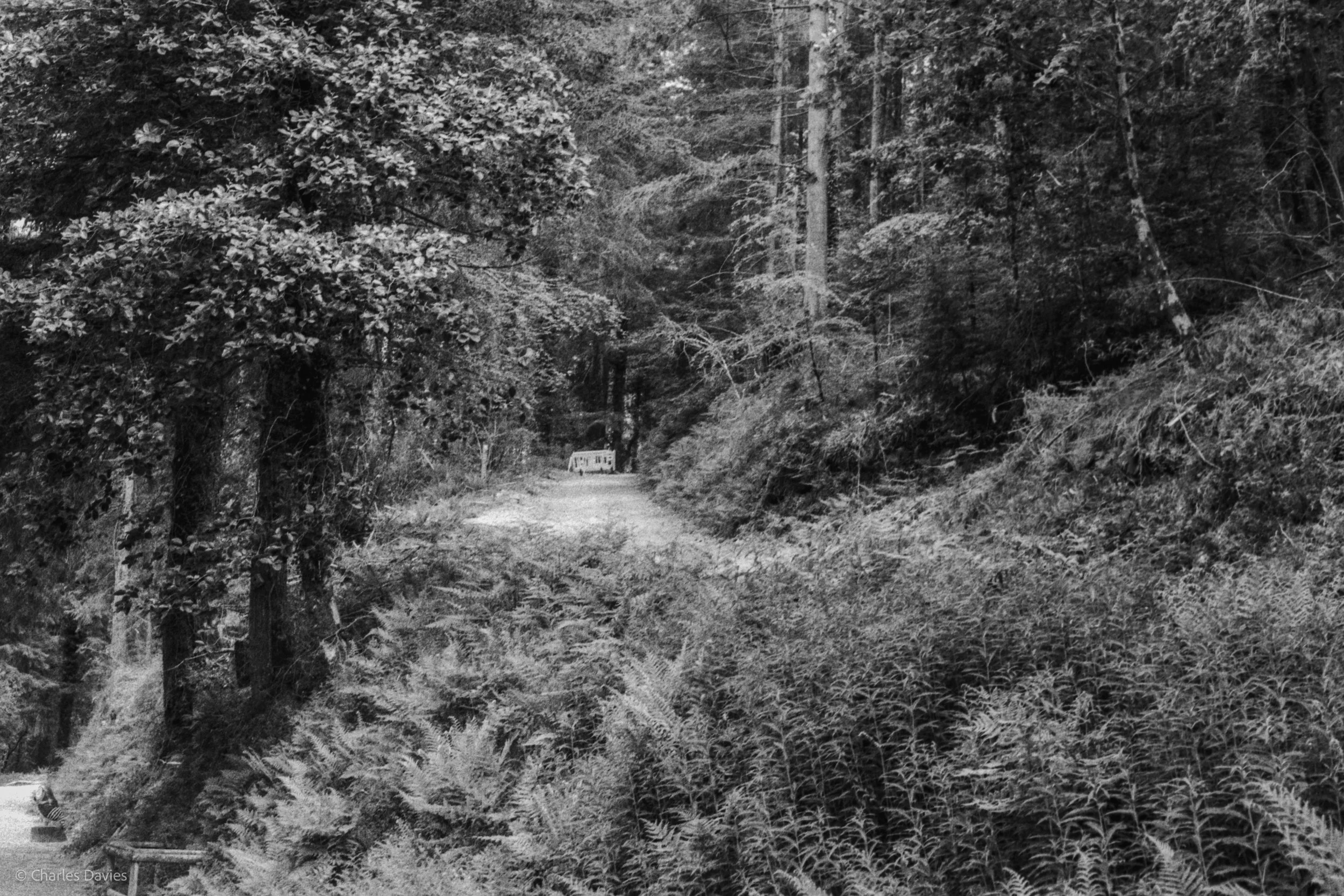 Roll 31 - 2025 - Europe - United Kingdom - Cardinham - Fomapan 400 - Contax RTS - 35mm - Film - B&W
