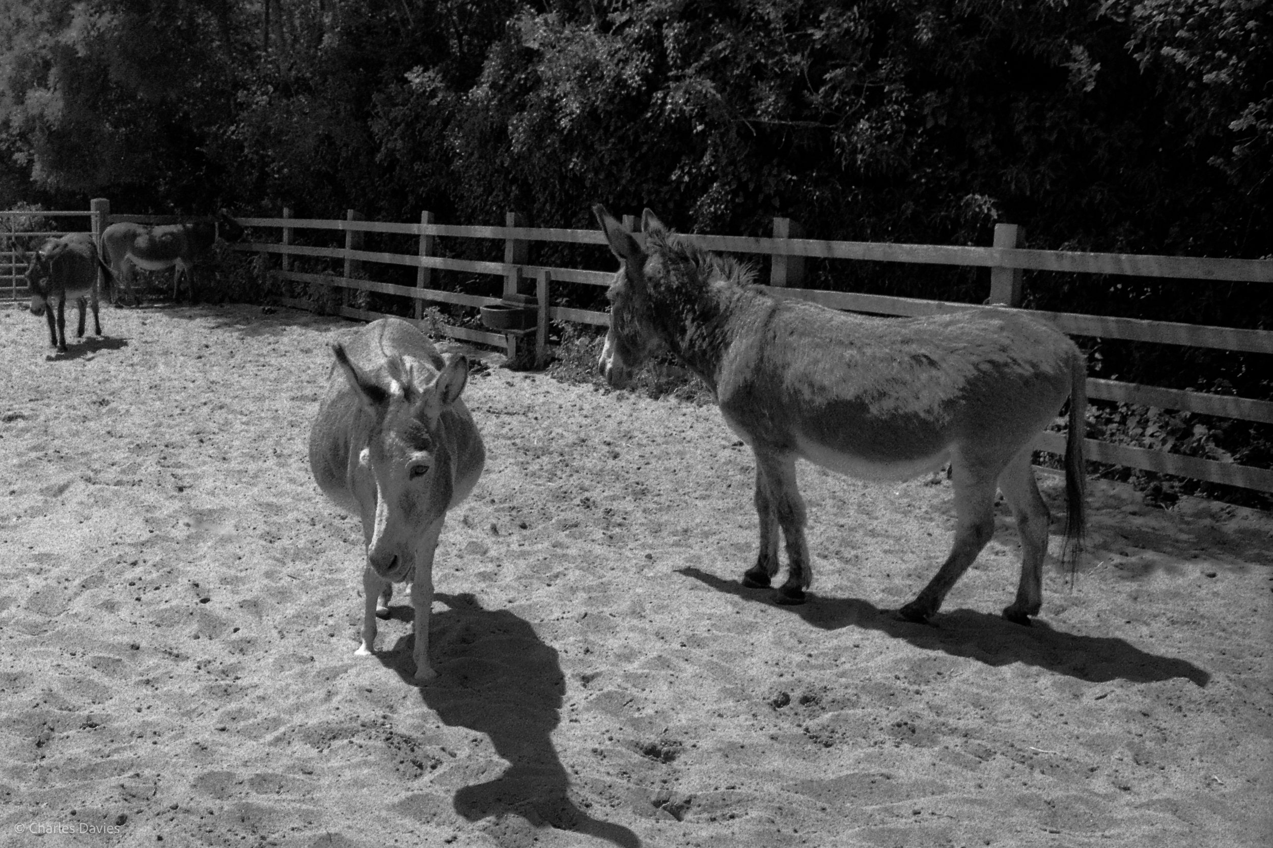 Shot 35 - Aperture Priority - The Donkey Sanctuary  