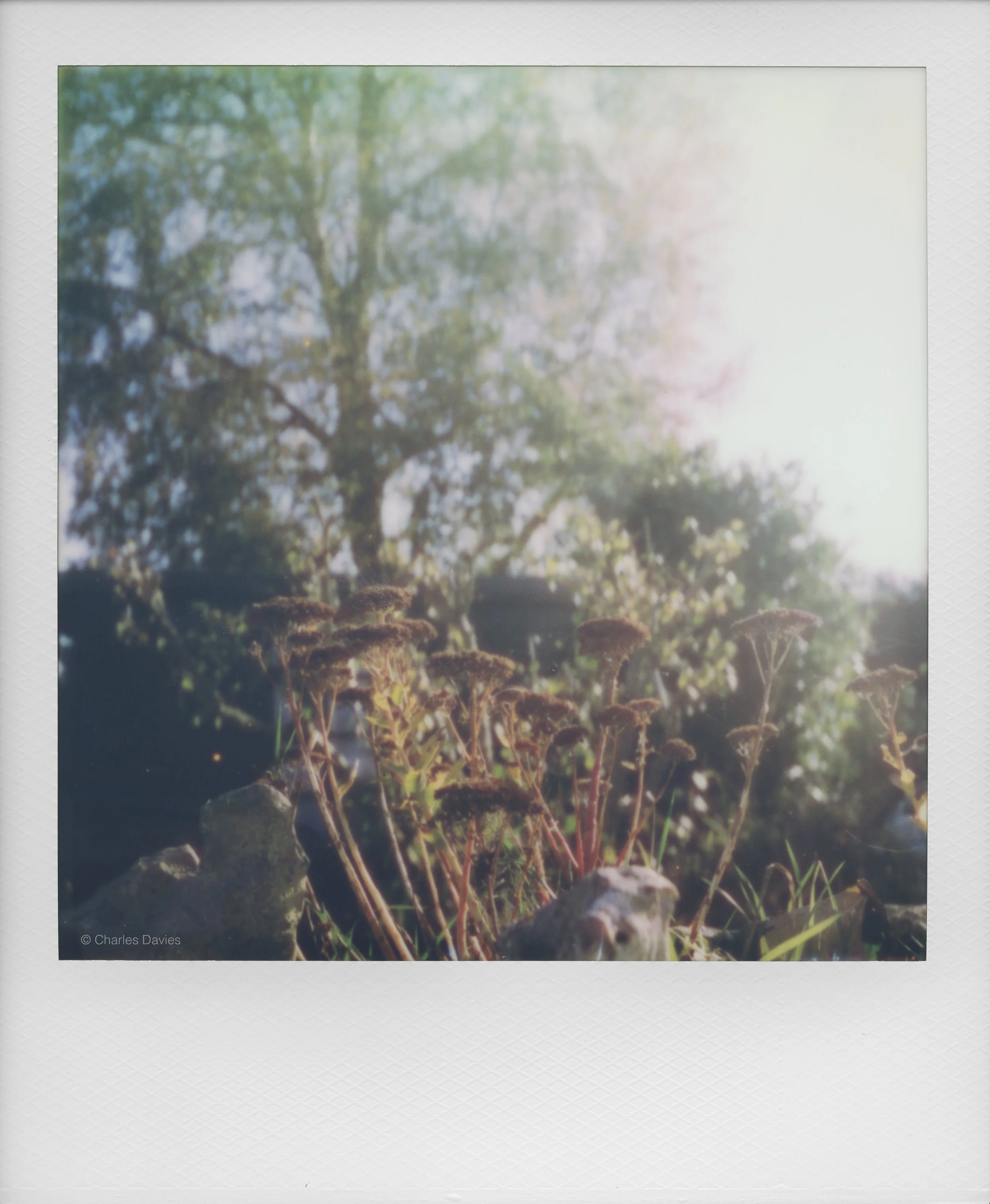 54 - 2022 - Polaroid SX-70.jpg
