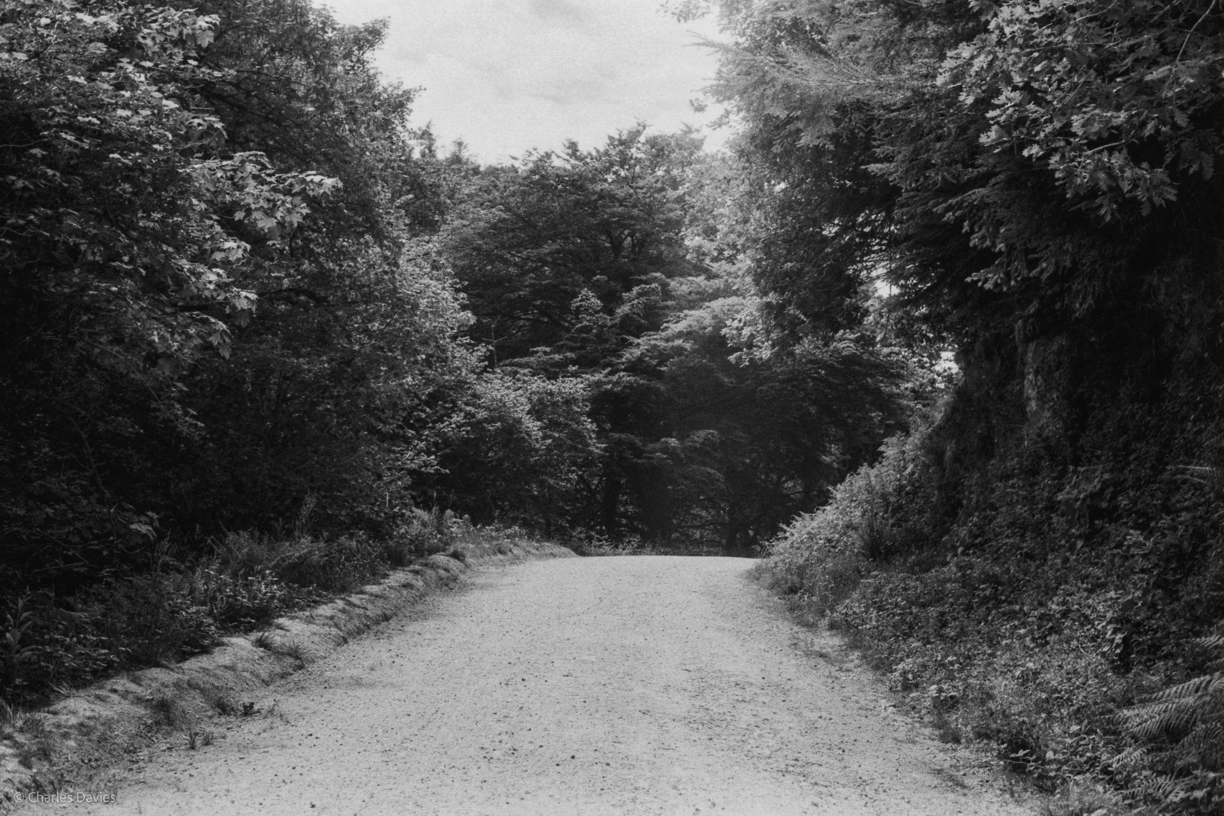 Roll 31 - 2025 - Europe - United Kingdom - Cardinham - Fomapan 400 - Contax RTS - 35mm - Film - B&W
