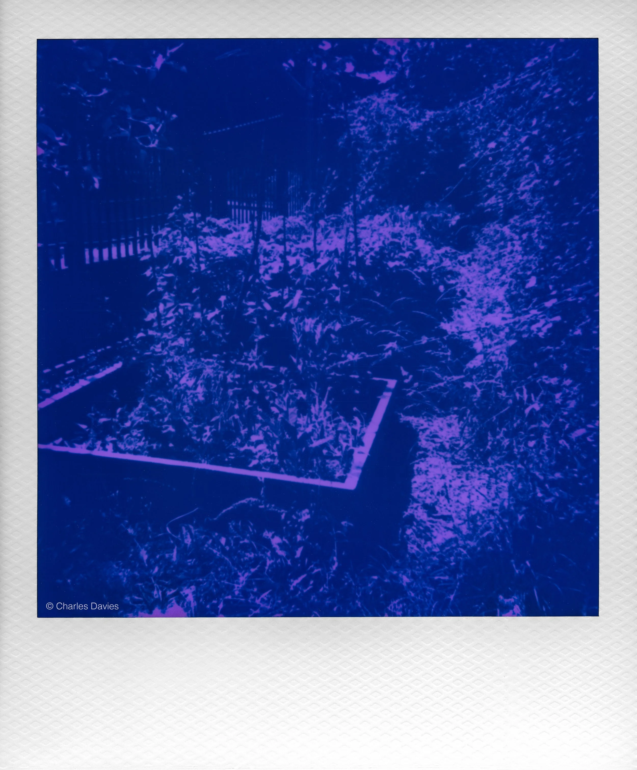 011 - 2026 - Polaroid Autofocus 660.jpg