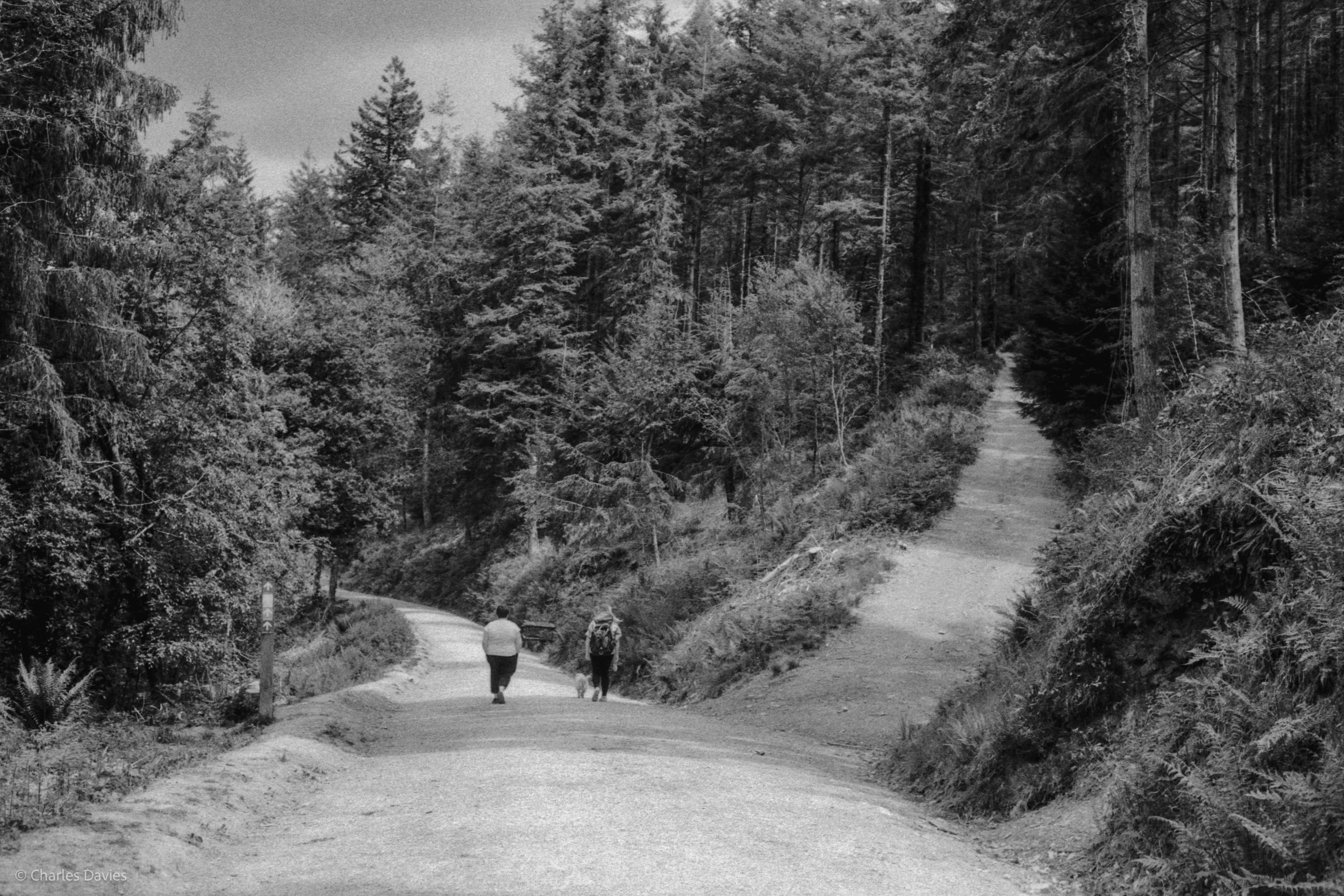 Roll 31 - 2025 - Europe - United Kingdom - Cardinham - Fomapan 400 - Contax RTS - 35mm - Film - B&W
