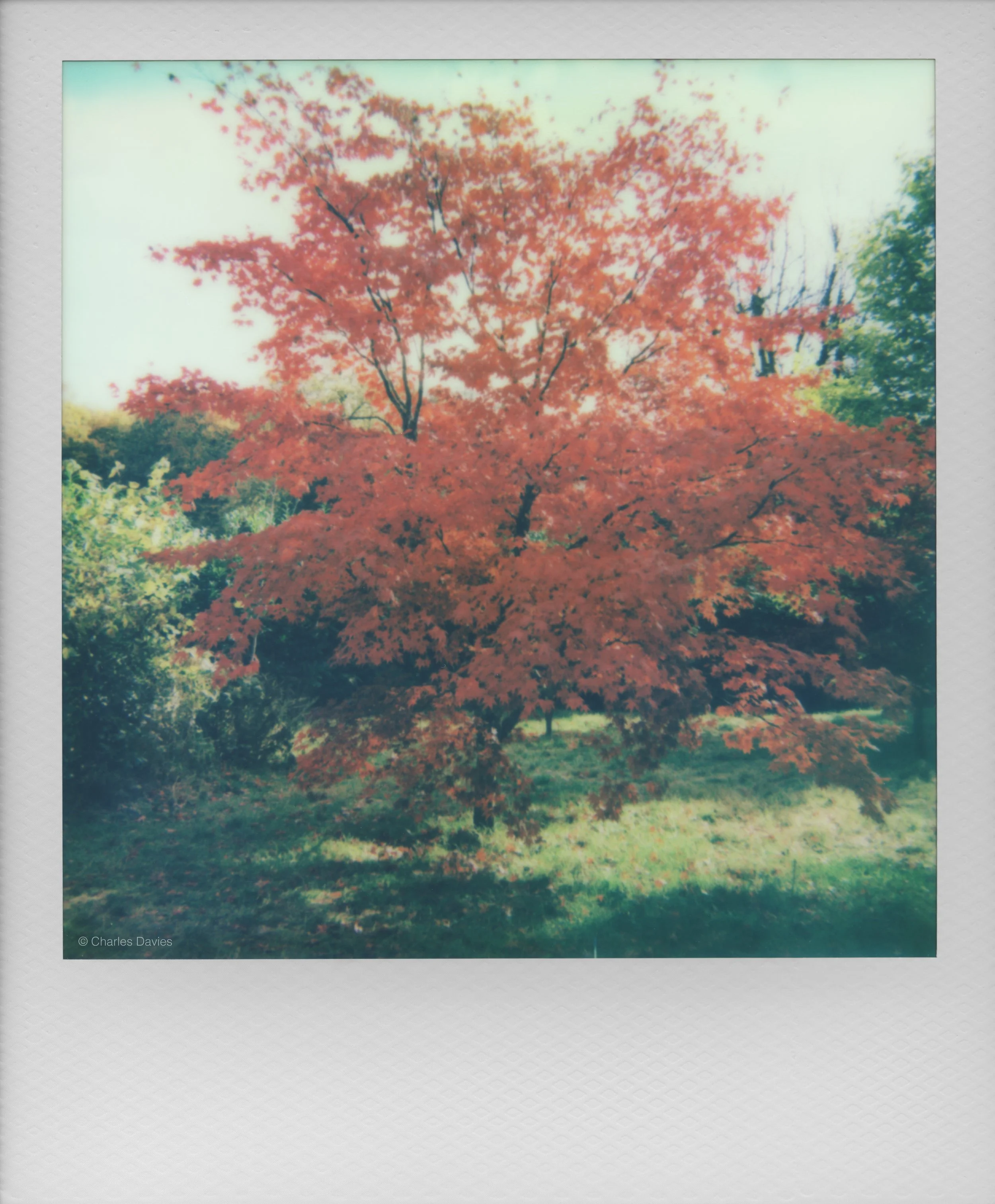 96 - 2025 - Polaroid Autofocus 660.jpg