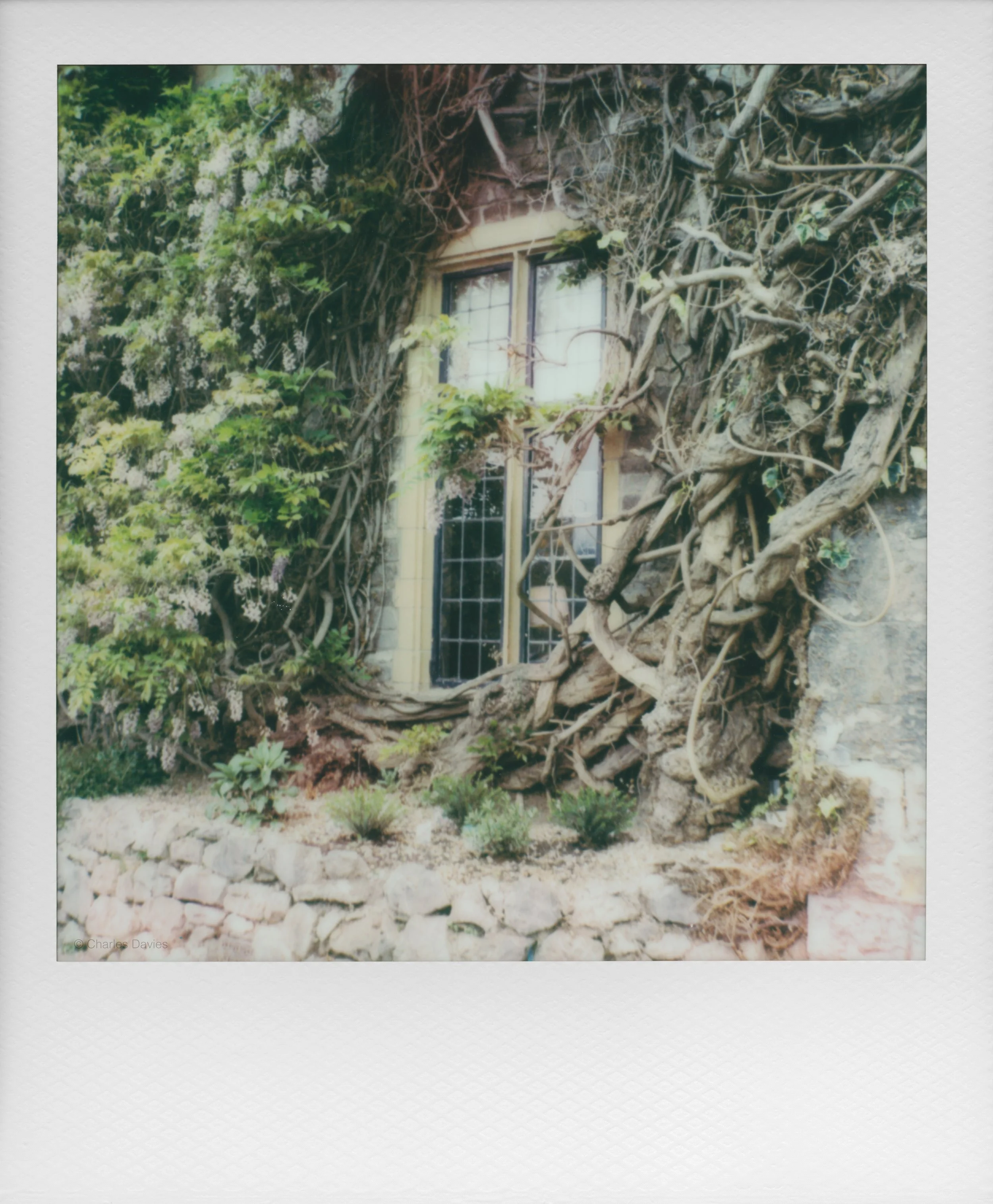 53 - 2025 - Polaroid SX-70 Sonar.jpg